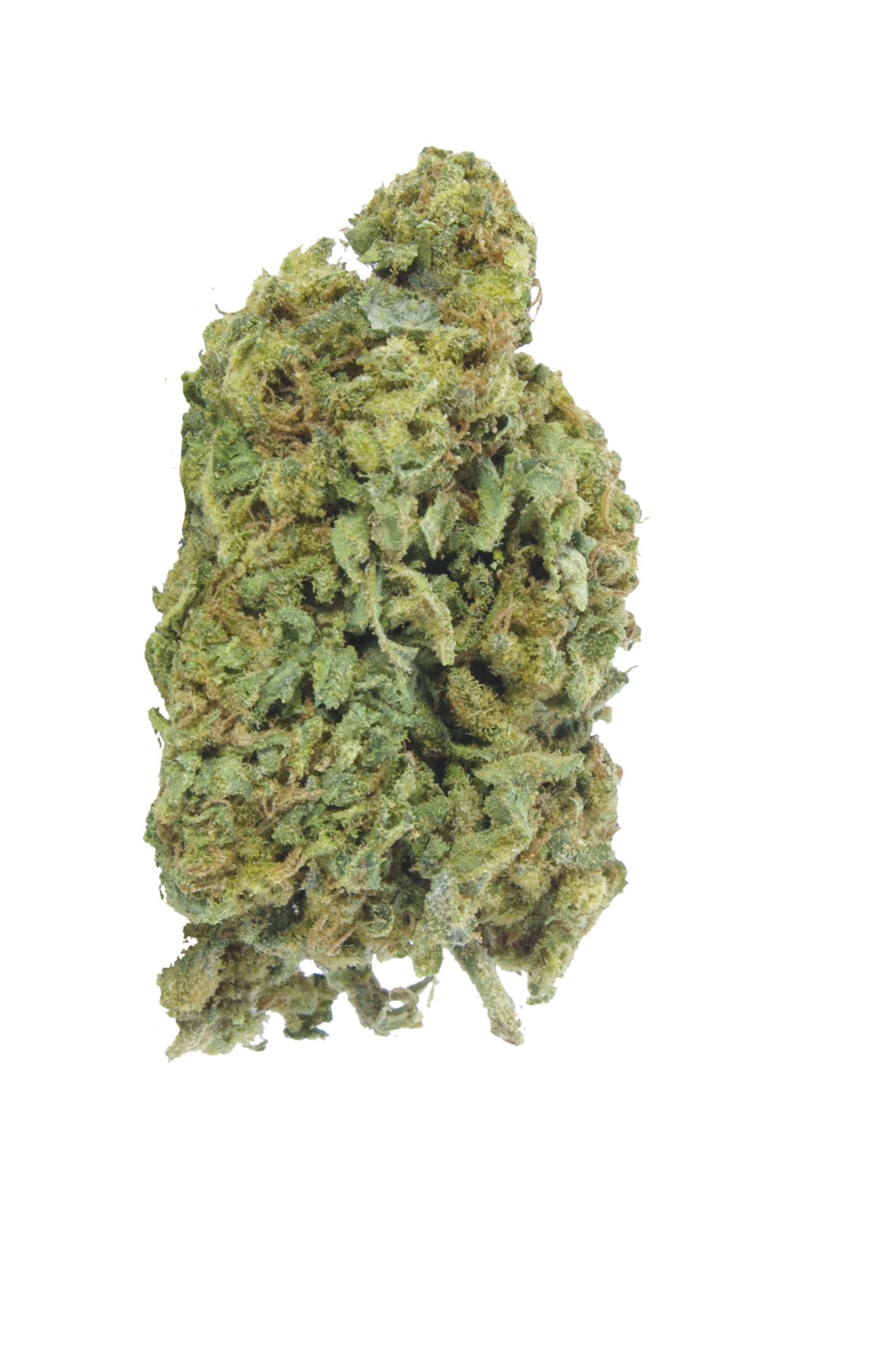 AK-47 (Oz special) Sativa AK-47 (Oz special) Sativa