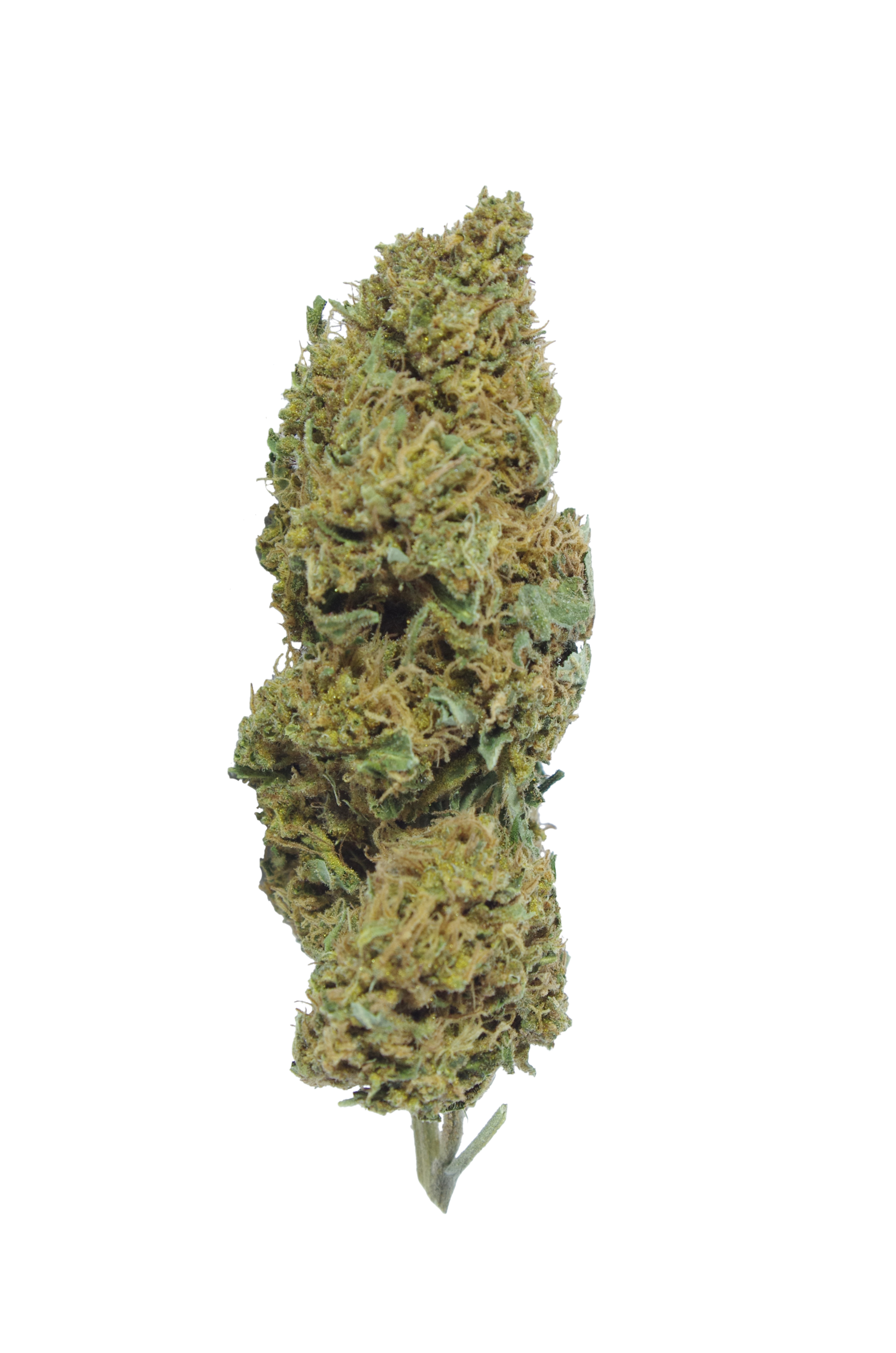 Northern Haze (Oz special) Sativa Northern Haze (Oz special) Sativa