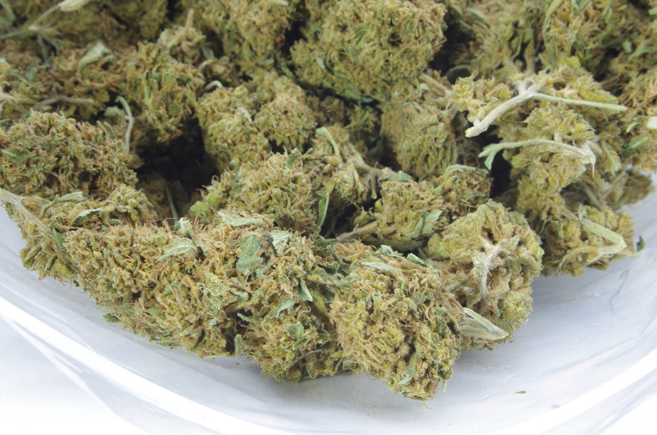 Northern Haze (Oz special) Sativa Northern Haze (Oz special) Sativa