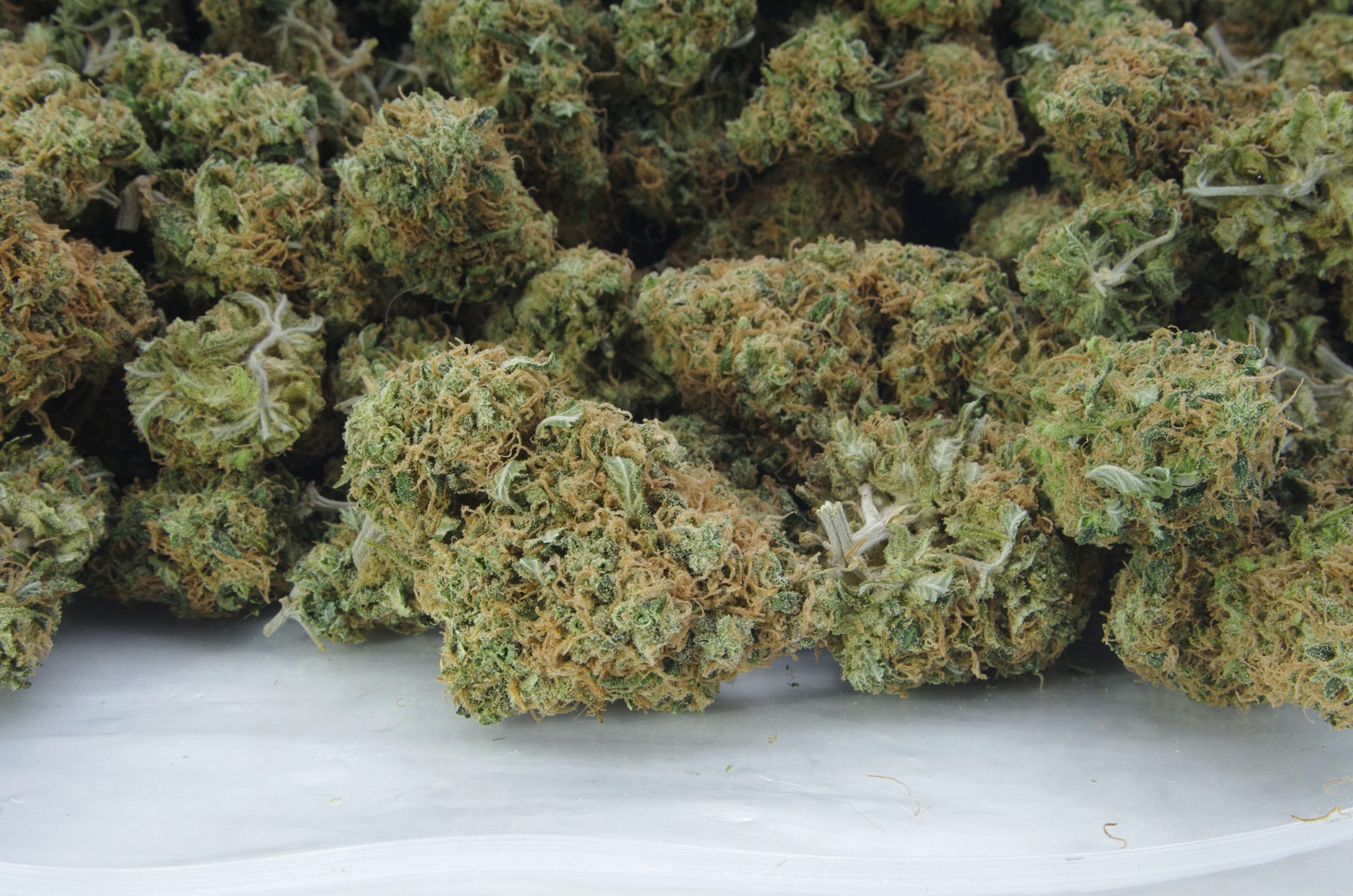 Amnesia Haze Oz Special Sativa anti-anxiety Amnesia Haze Oz Special Sativa anti-anxiety