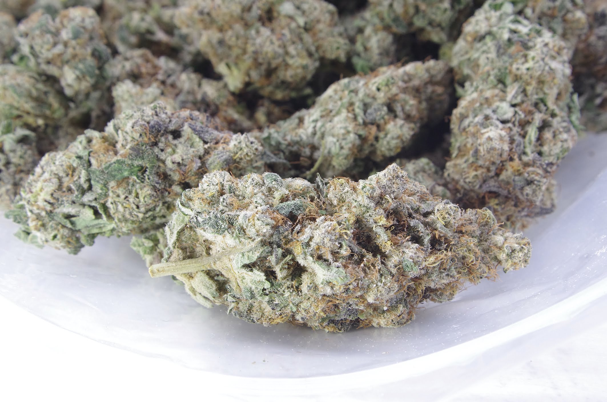 Birthday Cake Oz Special Hybrid anti-anxiety Birthday Cake Oz Special Hybrid anti-anxiety