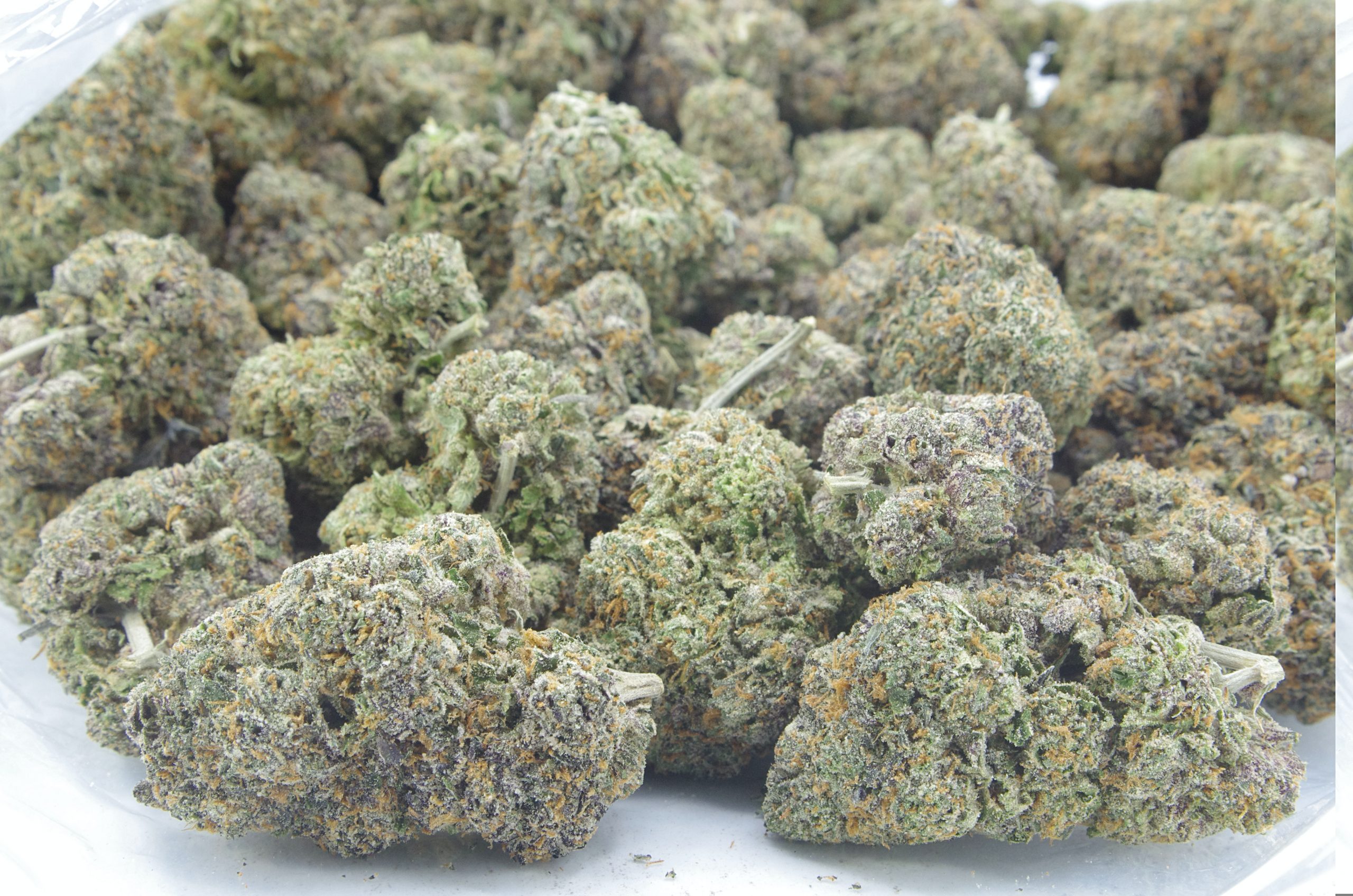 Berry Gelato Oz Special Hybrid anti-anxiety Berry Gelato Oz Special Hybrid anti-anxiety