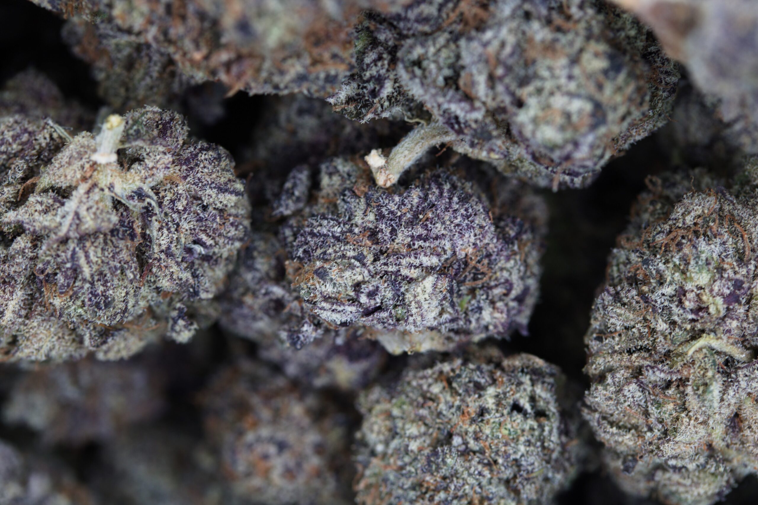 Blackberry Hybrid anti-anxiety Blackberry Hybrid anti-anxiety