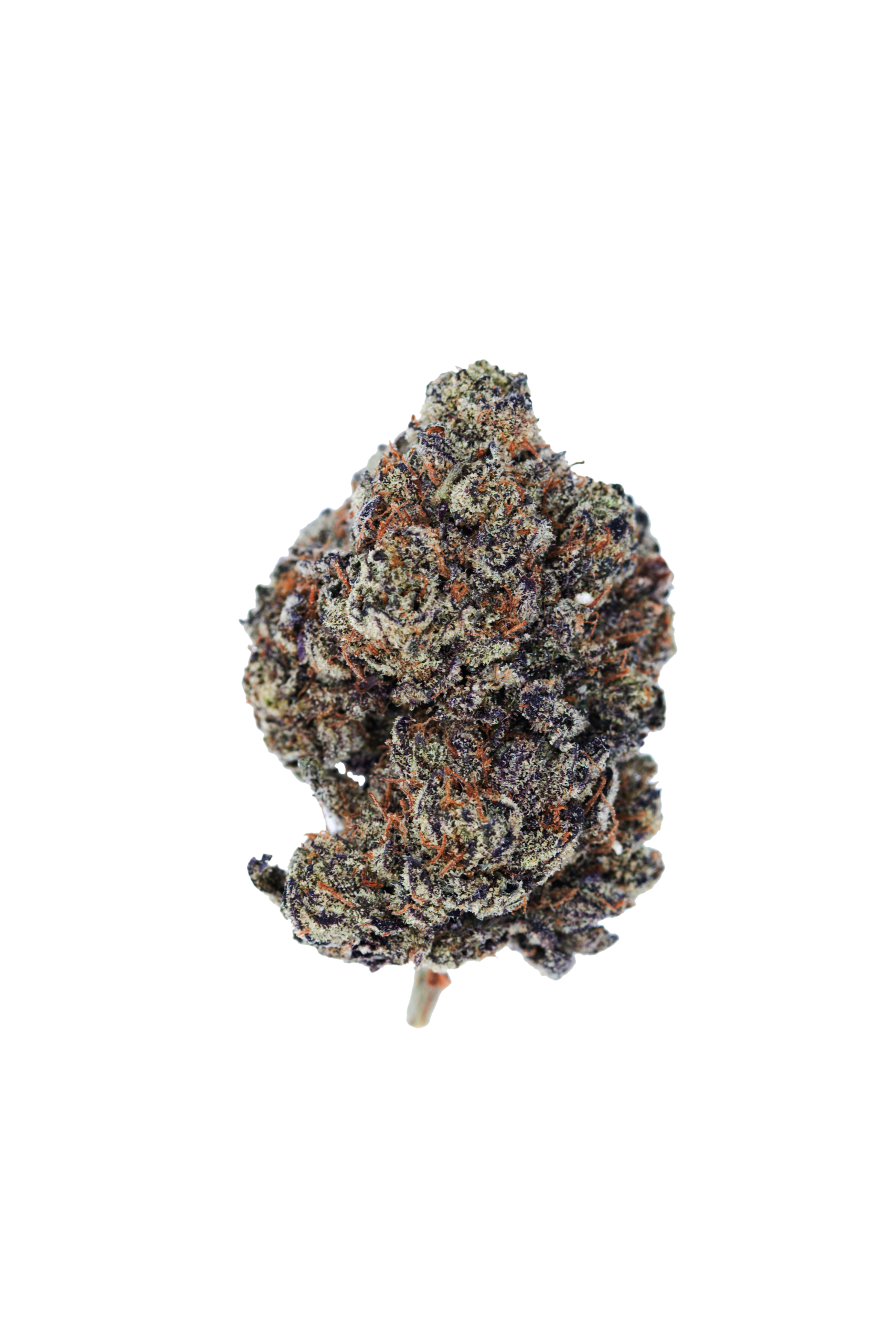 Blackberry Hybrid anti-anxiety Blackberry Hybrid anti-anxiety