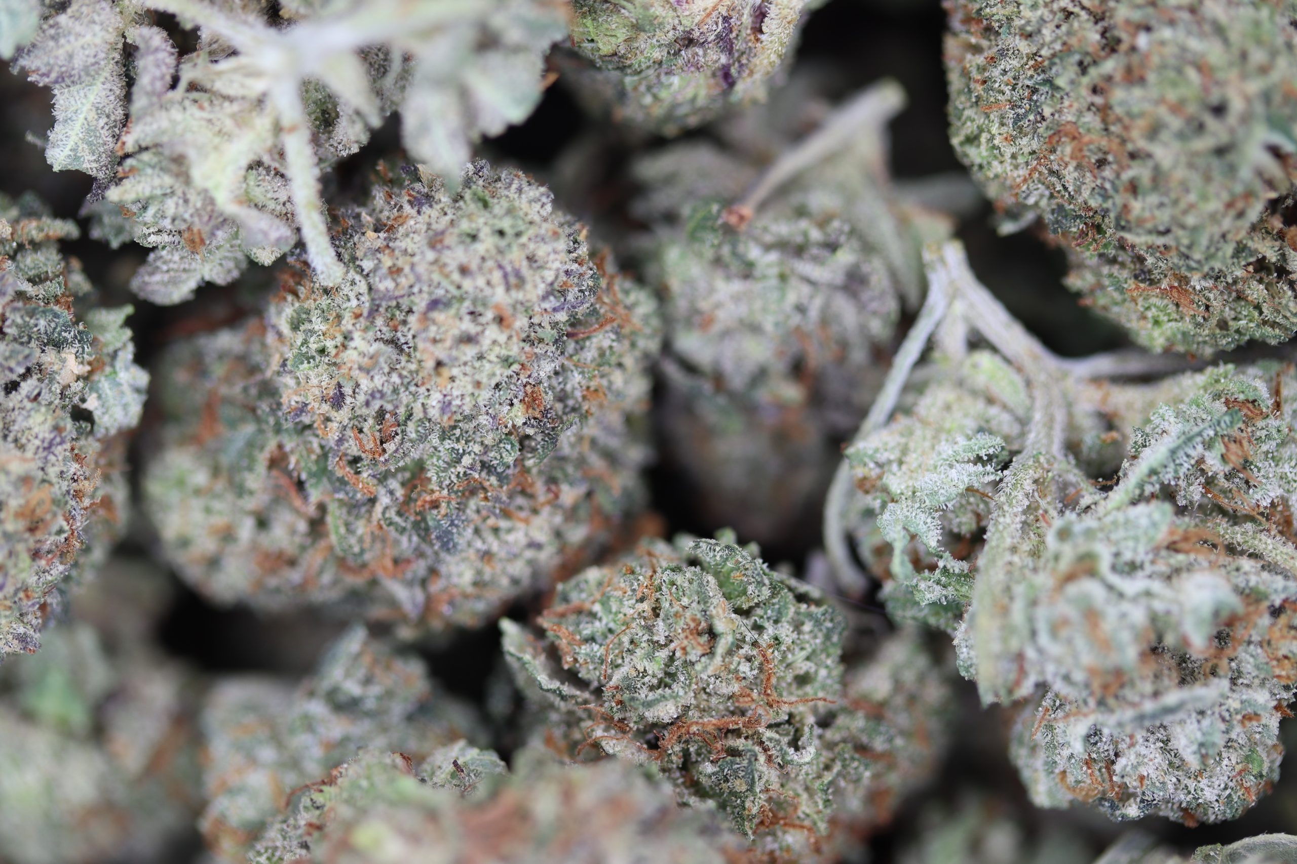 Bubba OG Smalls (1/2lb) Wholesale Flower Bubba OG Smalls (1/2lb) Bubba OG Smalls (1/2lb) Wholesale Flower Bubba OG Smalls (1/2lb)
