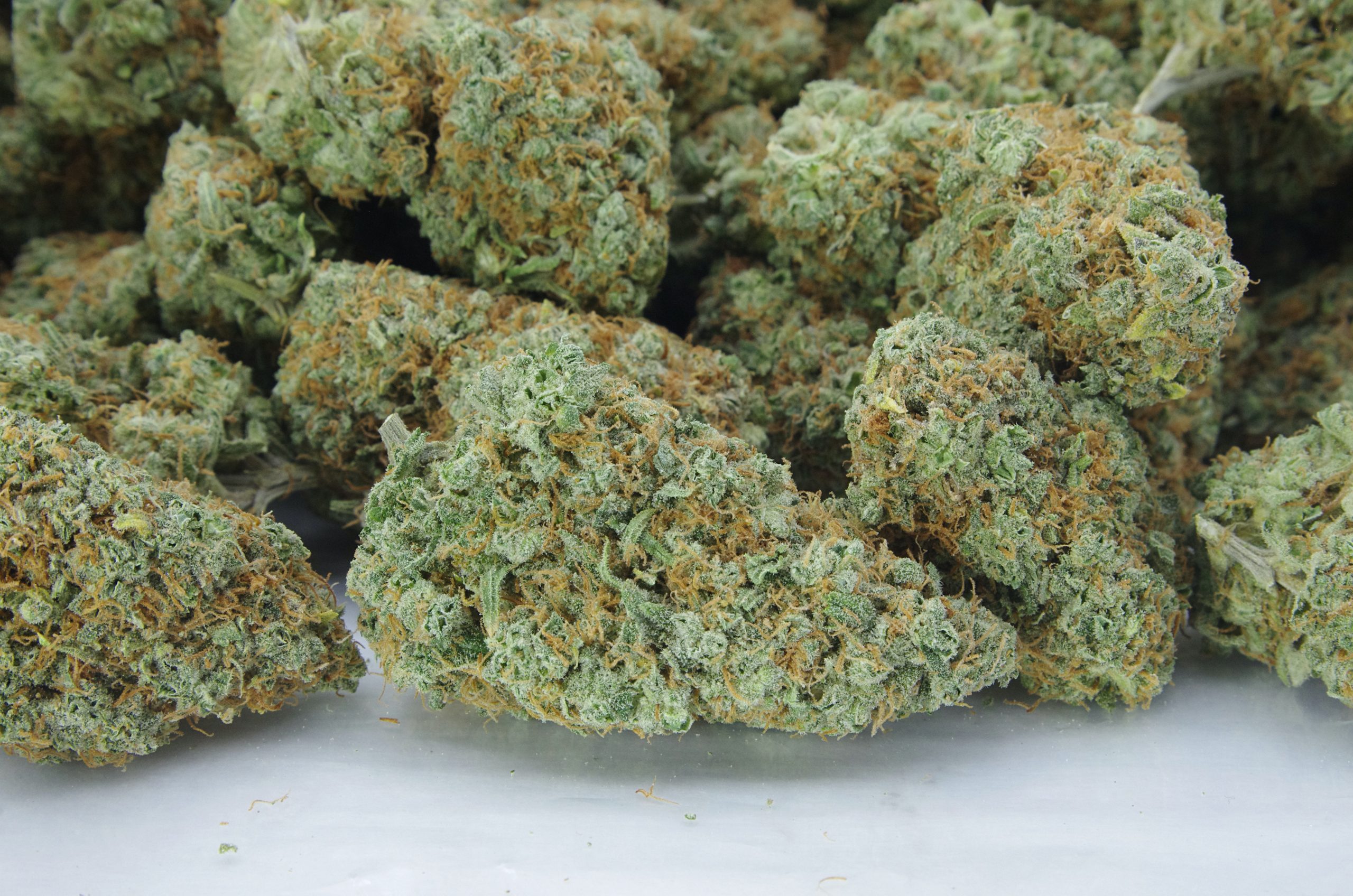 Canalope Haze Oz Special Hybrid anti-anxiety Canalope Haze Oz Special Hybrid anti-anxiety