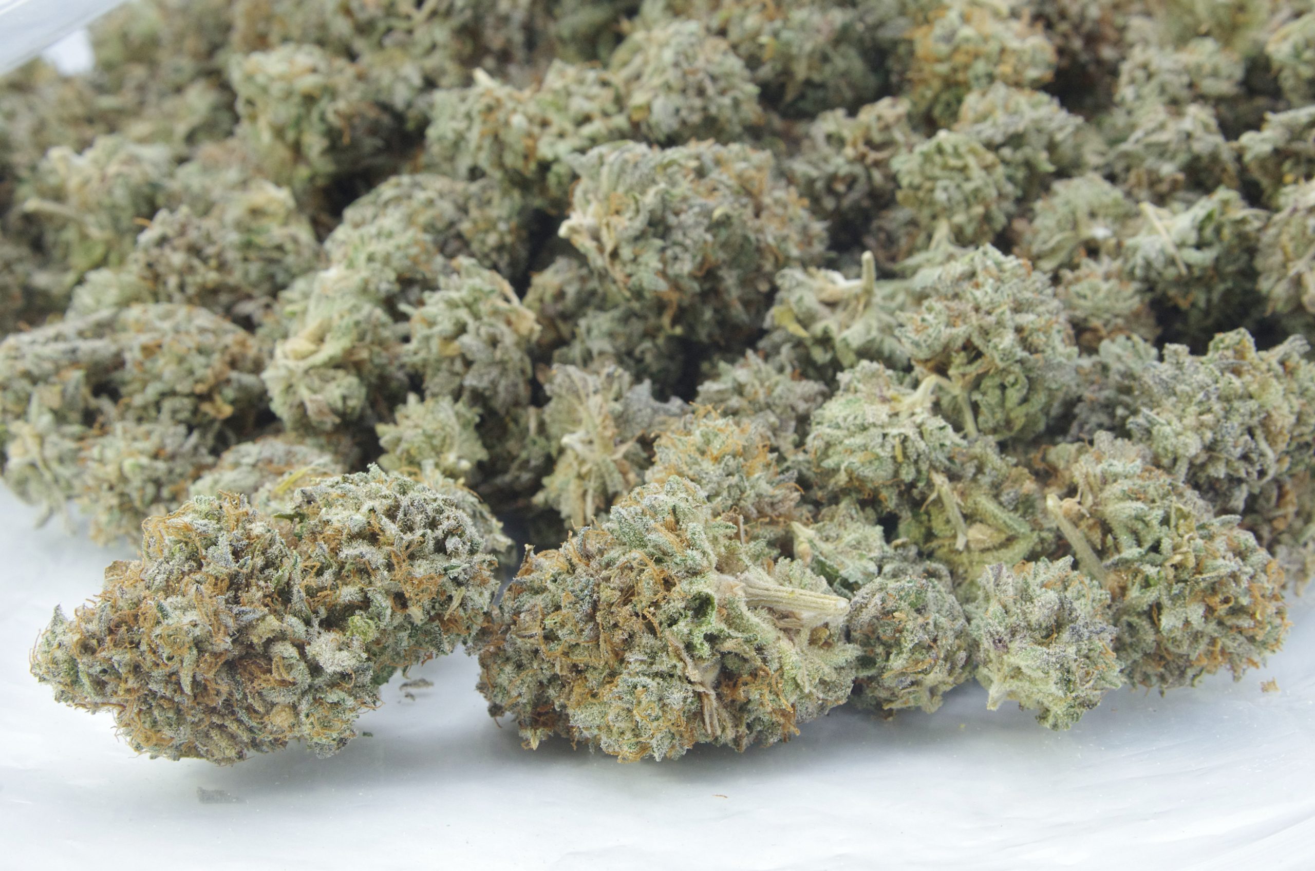 Glue Girl (Living Soil Organic) Oz special Hybrid anti-anxiety Glue Girl (Living Soil Organic) Oz special Hybrid anti-anxiety