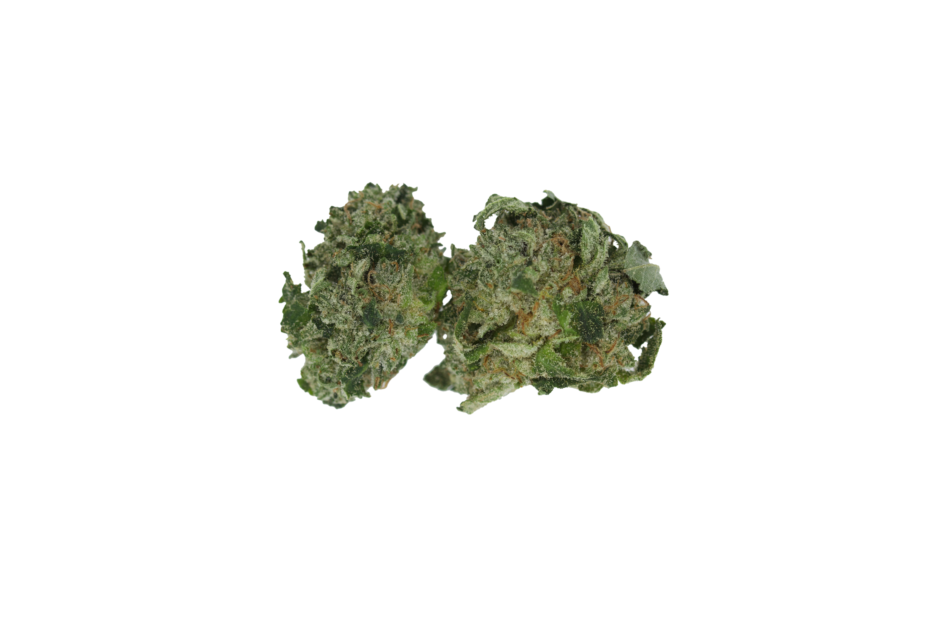 El Jefe Smalls Indica Cannabis Flower El Jefe Smalls Indica Cannabis Flower