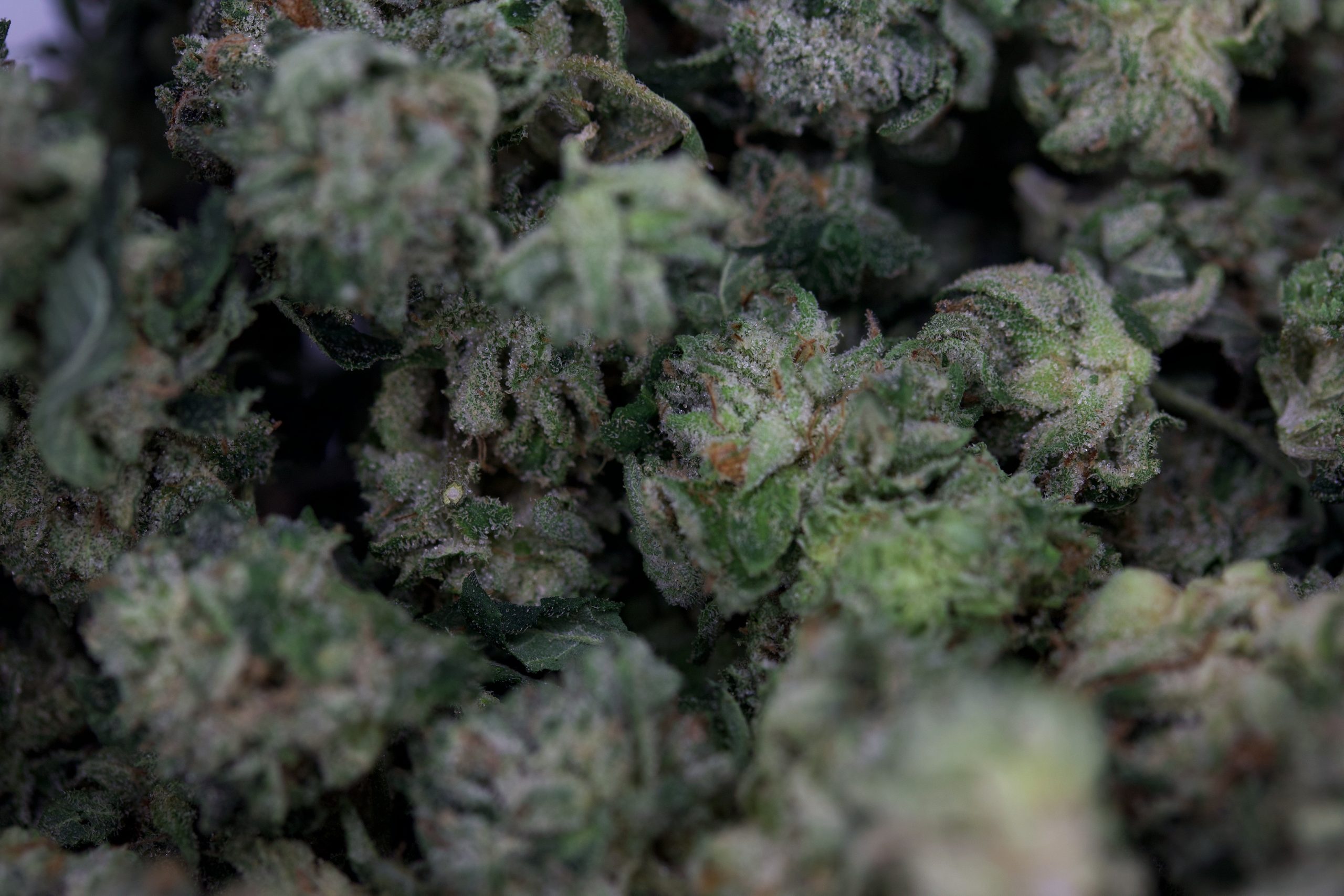 El Jefe Smalls Indica Cannabis Flower El Jefe Smalls Indica Cannabis Flower