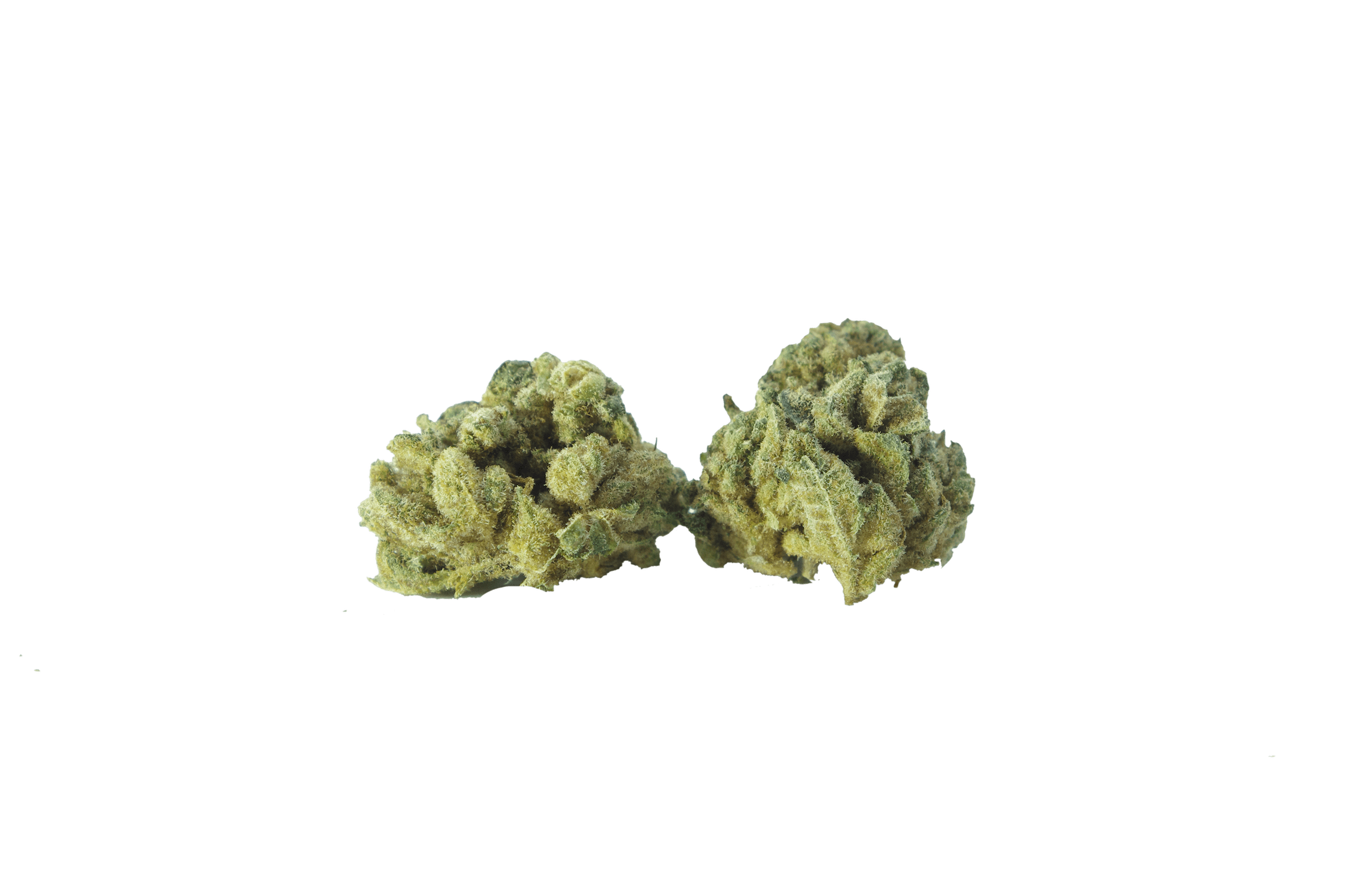 Gorilla Glue #4 Oz Special Indica anti-anxiety Gorilla Glue #4 Oz Special Indica anti-anxiety