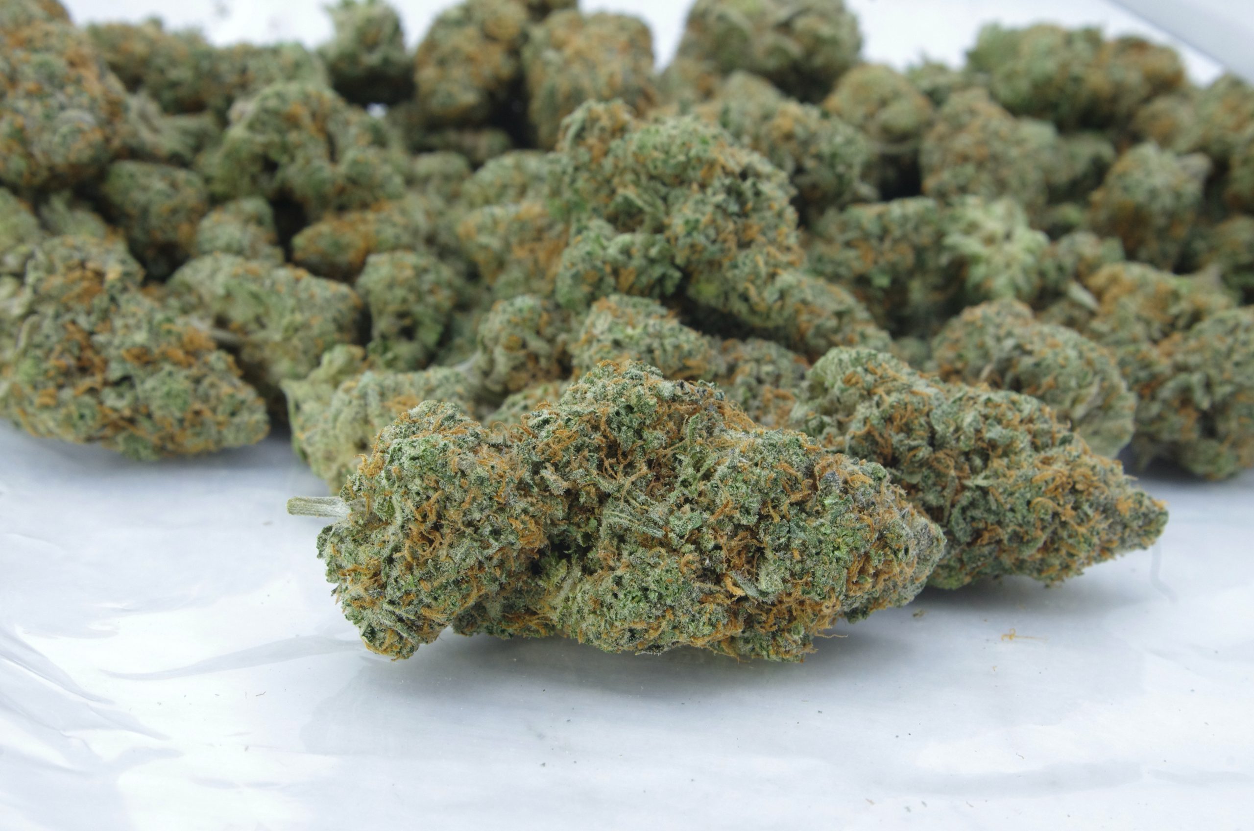 GMO Cookies Oz Special Hybrid anti-anxiety GMO Cookies Oz Special Hybrid anti-anxiety