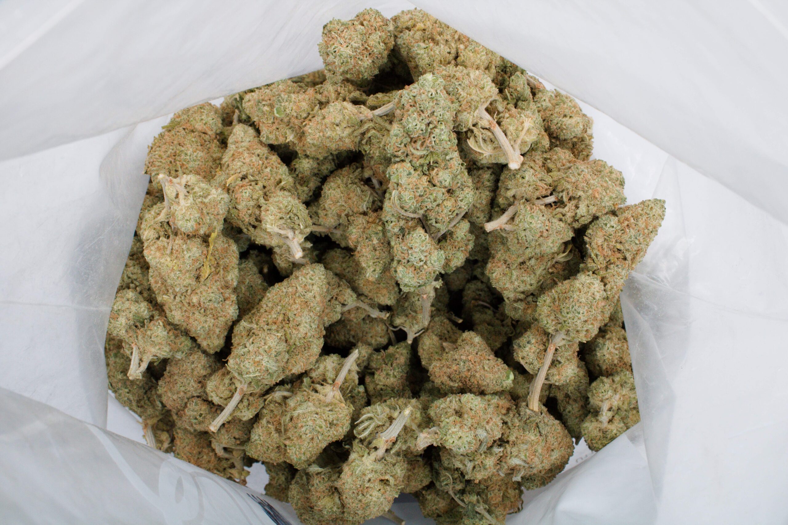 GSC (Oz Special) Hybrid anti-anxiety GSC (Oz Special) Hybrid anti-anxiety