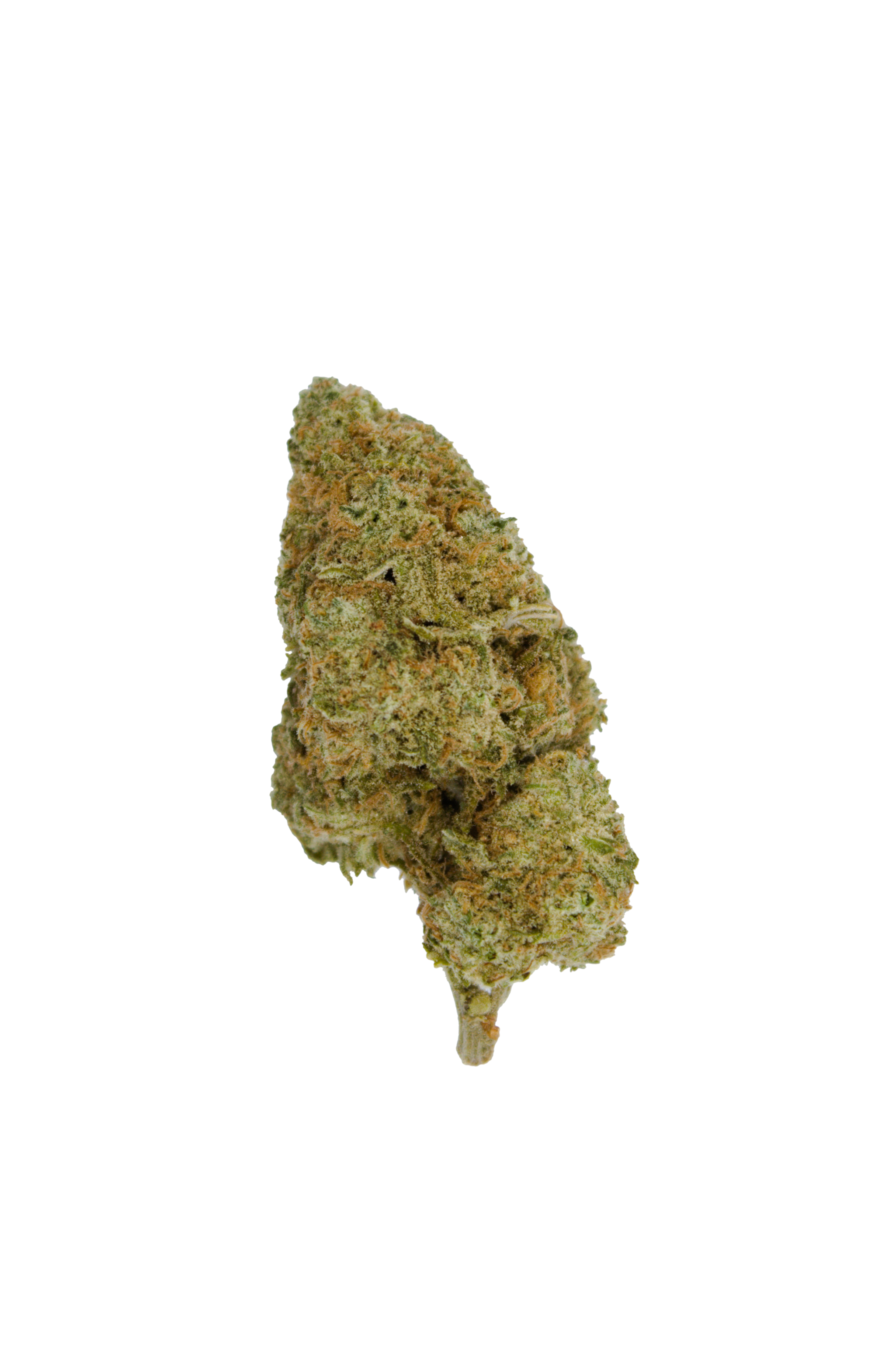 GSC (Oz Special) Hybrid anti-anxiety GSC (Oz Special) Hybrid anti-anxiety