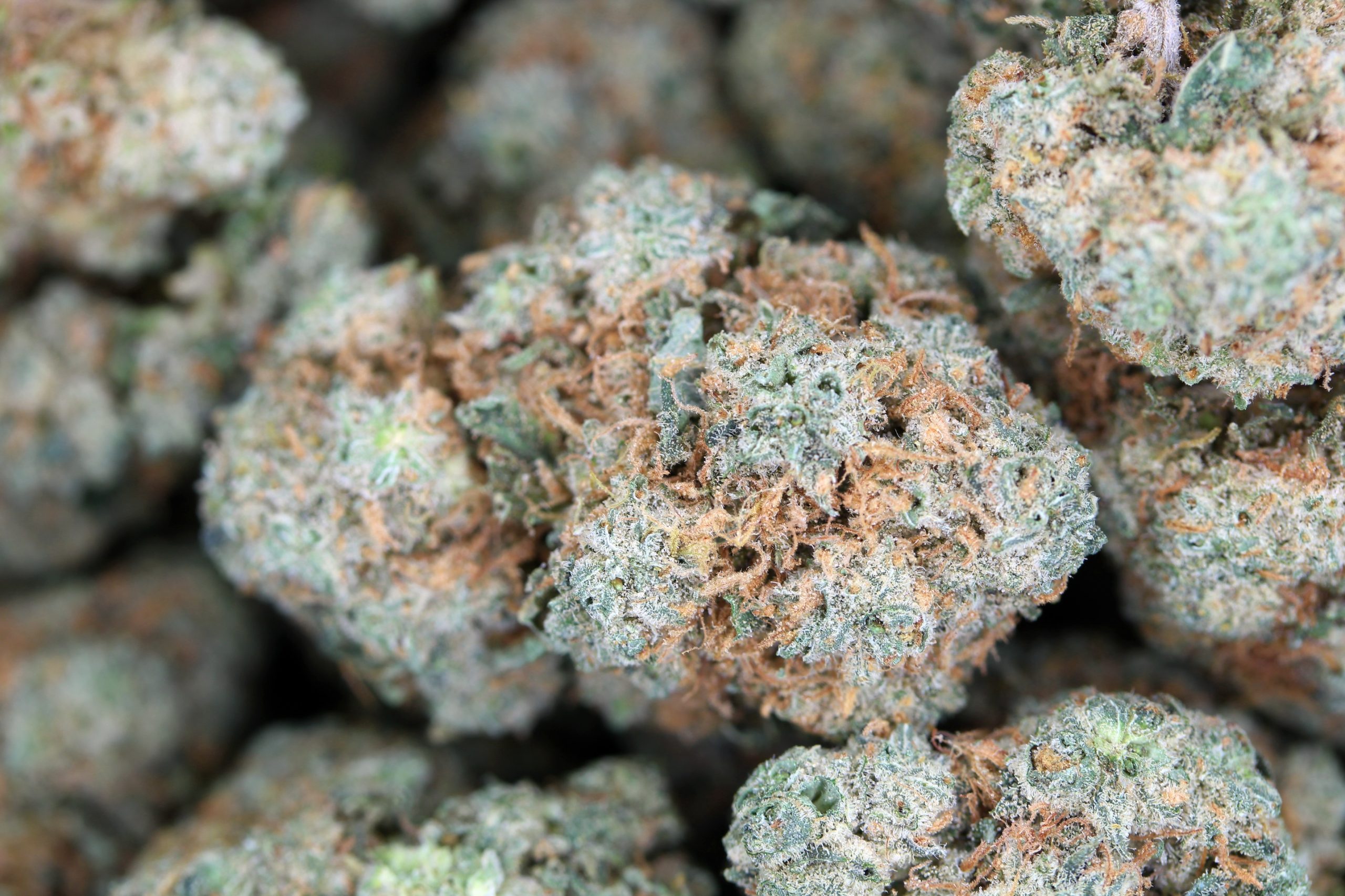 Ghost Train Haze Sativa anti-anxiety Ghost Train Haze Sativa anti-anxiety