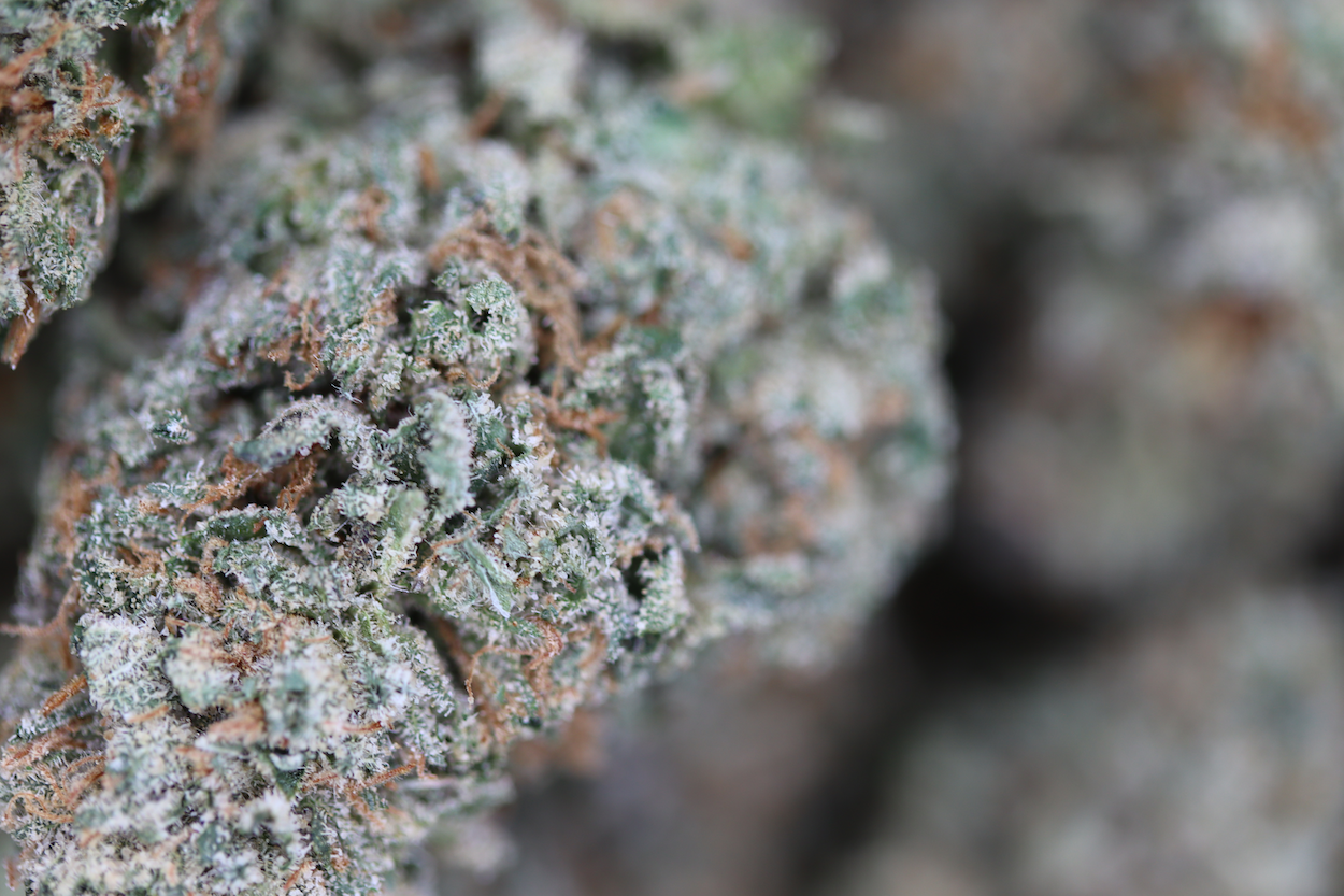 Grape Punch Hybrid Cannabis Flower Grape Punch Hybrid Cannabis Flower