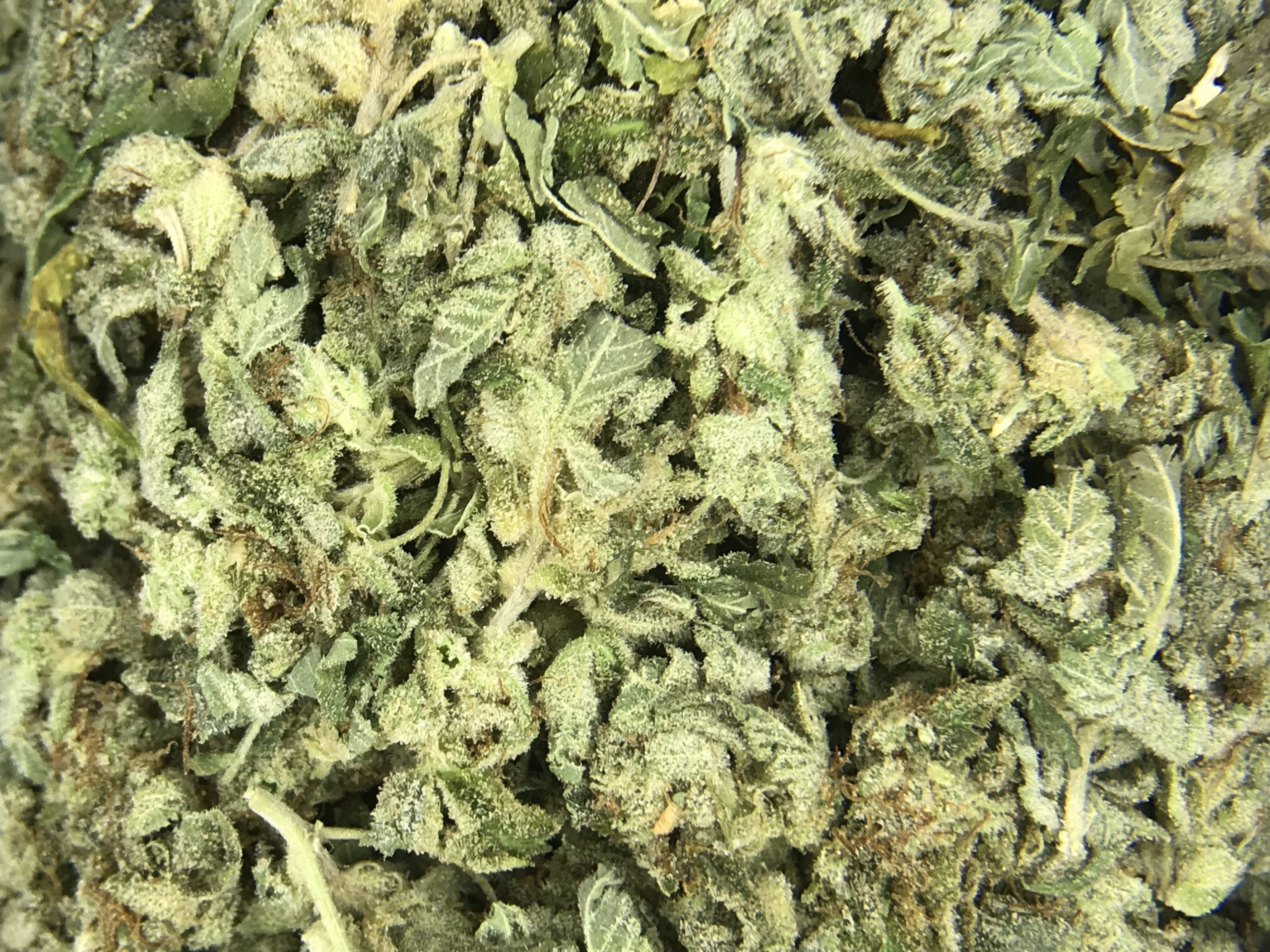 Grease Monkey Ounce Special (Small buds) Hybrid Grease Monkey Ounce Special (Small buds) Hybrid