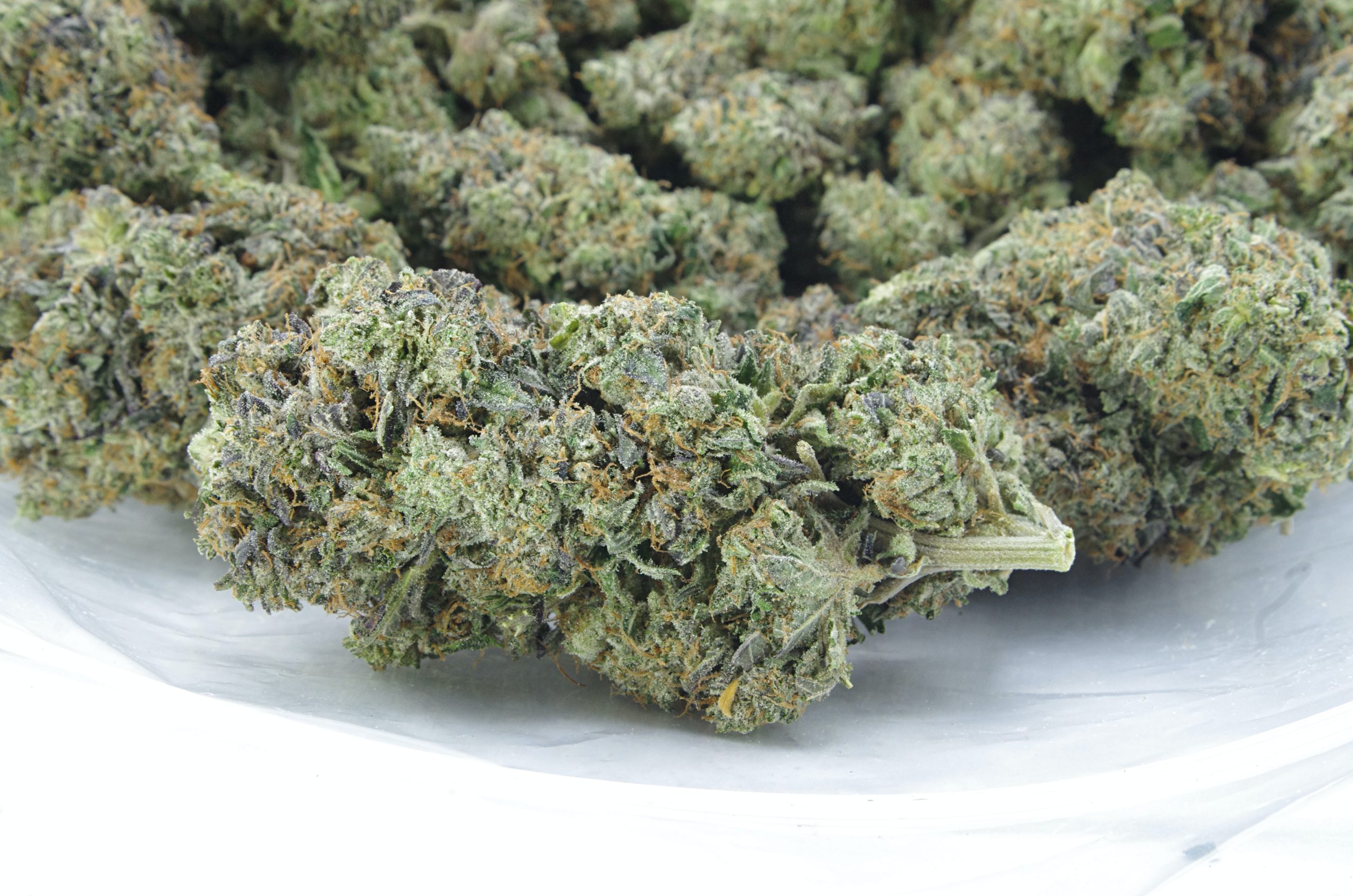 Gas Militia – Pink Insanity Oz Special Indica Gas Militia – Pink Insanity Oz Special Indica