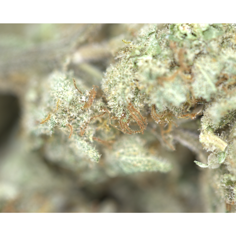 LA Kush Cake Hybrid Cannabis Flower LA Kush Cake Hybrid Cannabis Flower