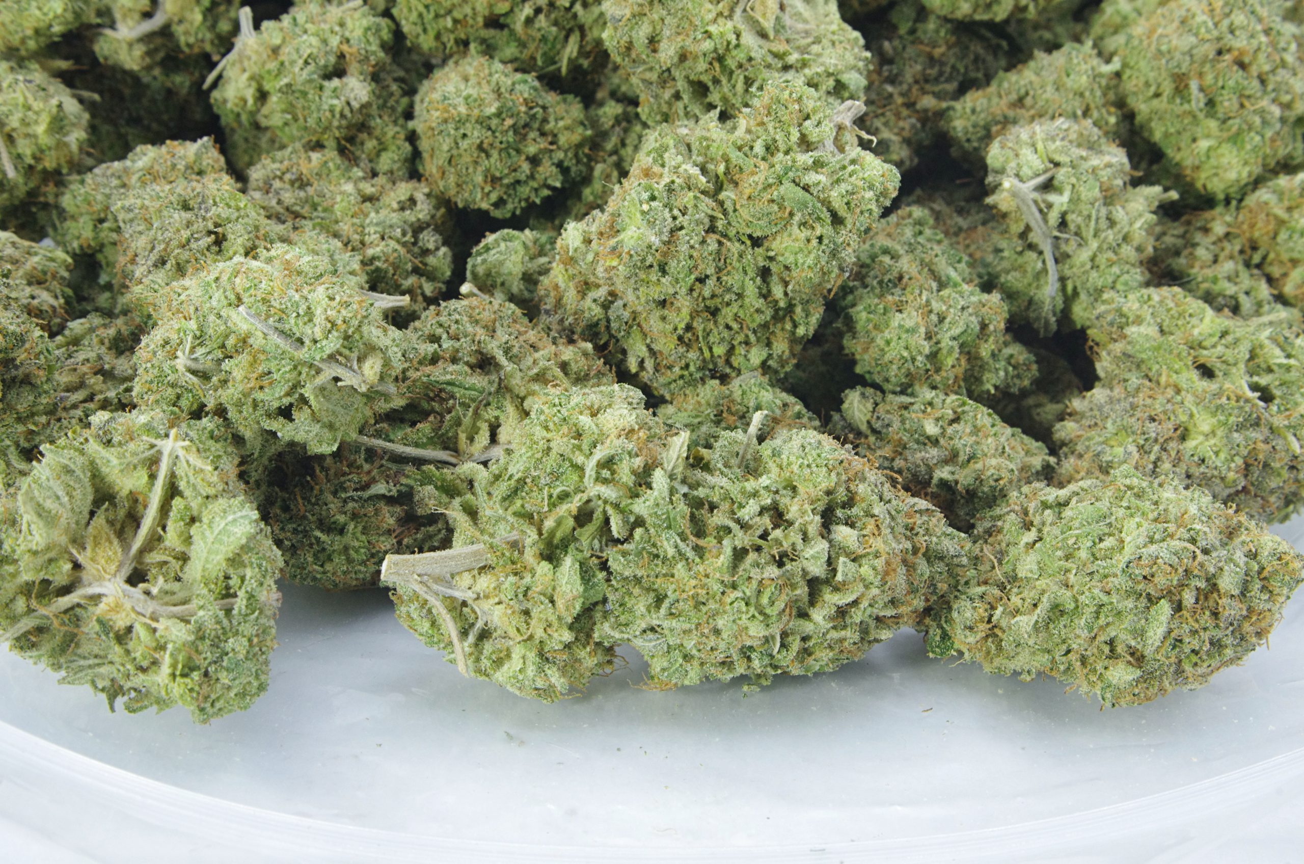 Van Island Exotics – Lemon Candy (Oz Special) Hybrid anti-anxiety Van Island Exotics – Lemon Candy (Oz Special) Hybrid anti-anxiety