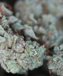 buy lemon haze online