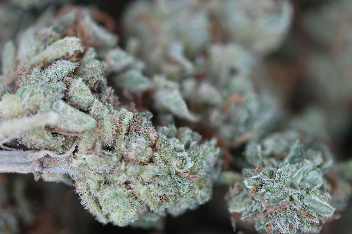 Lemon Haze (1/2lb) Wholesale Flower Cannabis Flower Lemon Haze (1/2lb) Wholesale Flower Cannabis Flower