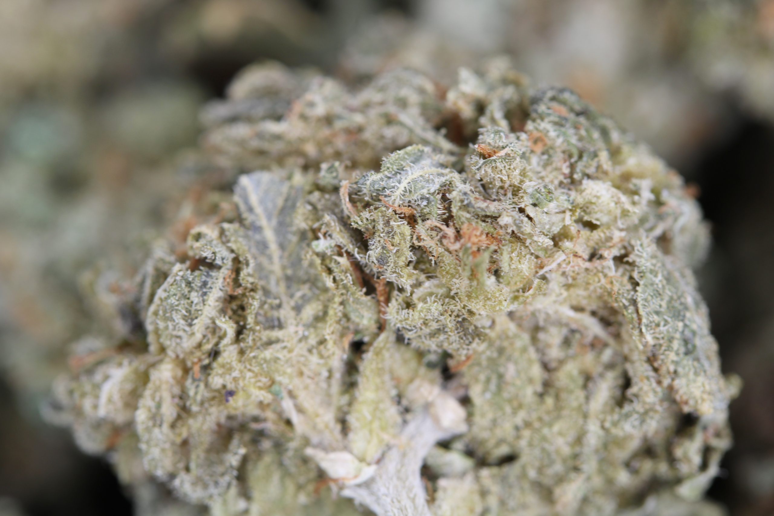 Mint Haze Sativa anti-anxiety Mint Haze Sativa anti-anxiety