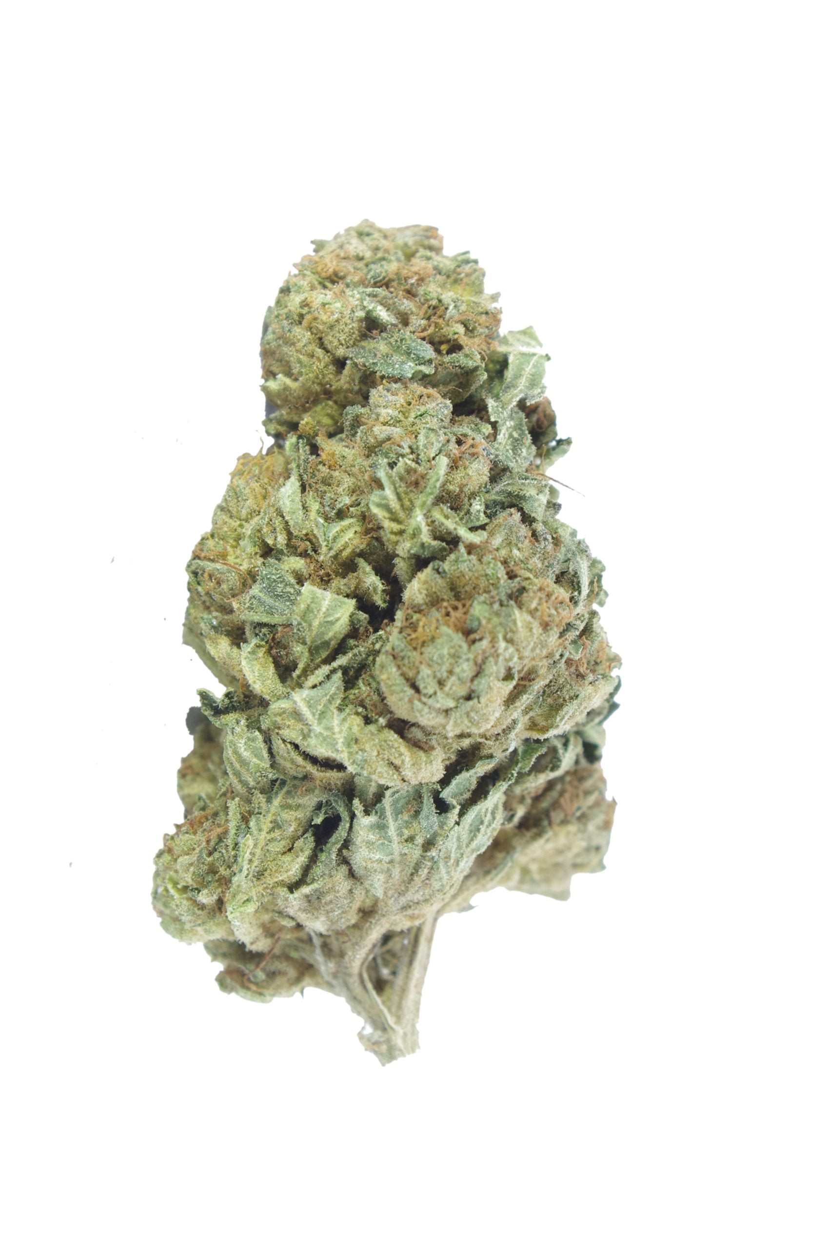 OG Kush (Oz Special) Hybrid anti-anxiety OG Kush (Oz Special) Hybrid anti-anxiety