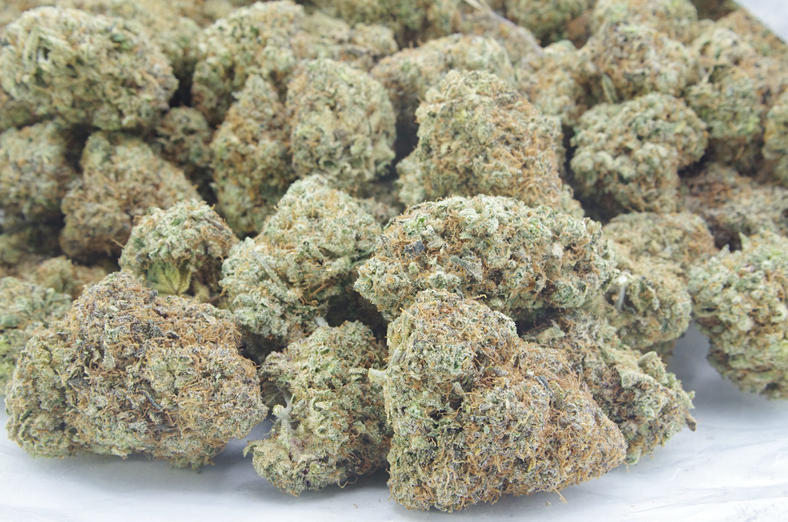 Orange Creamsicle Oz Special Hybrid anti-anxiety Orange Creamsicle Oz Special Hybrid anti-anxiety
