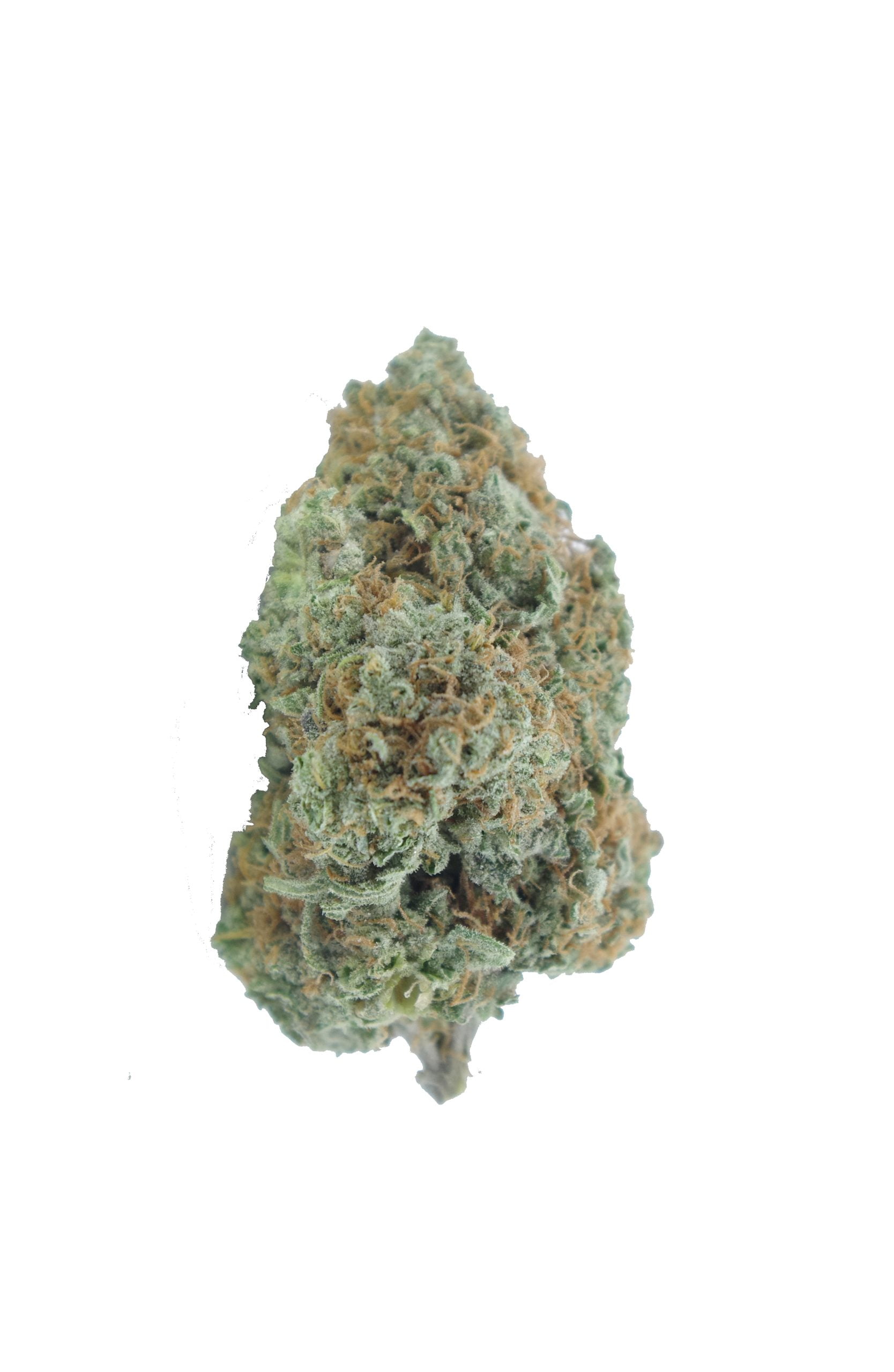 Papaya Oz Special Hybrid anti-anxiety Papaya Oz Special Hybrid anti-anxiety