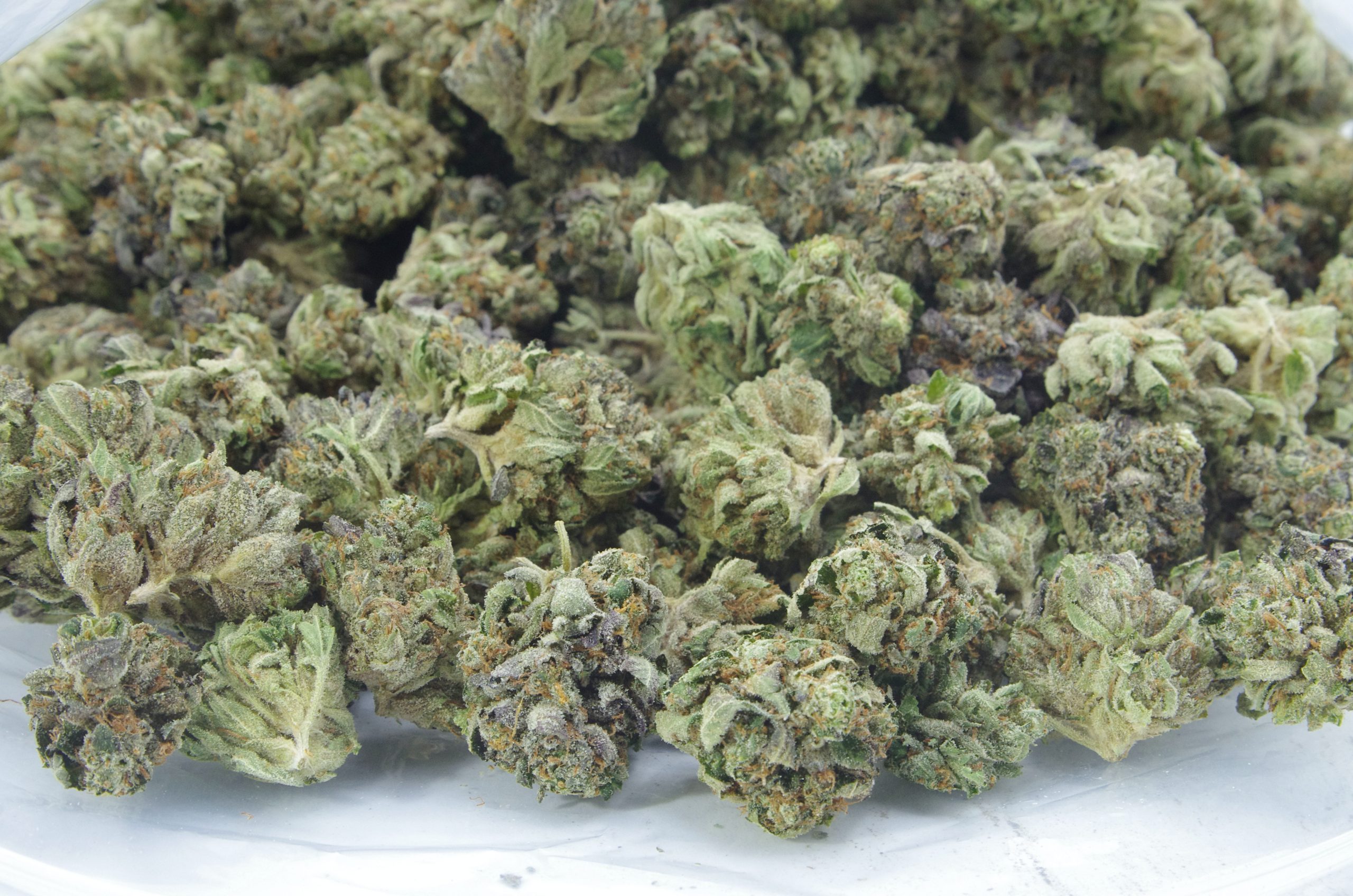 Purple Wookie Oz Special Indica Purple Wookie Oz Special Indica