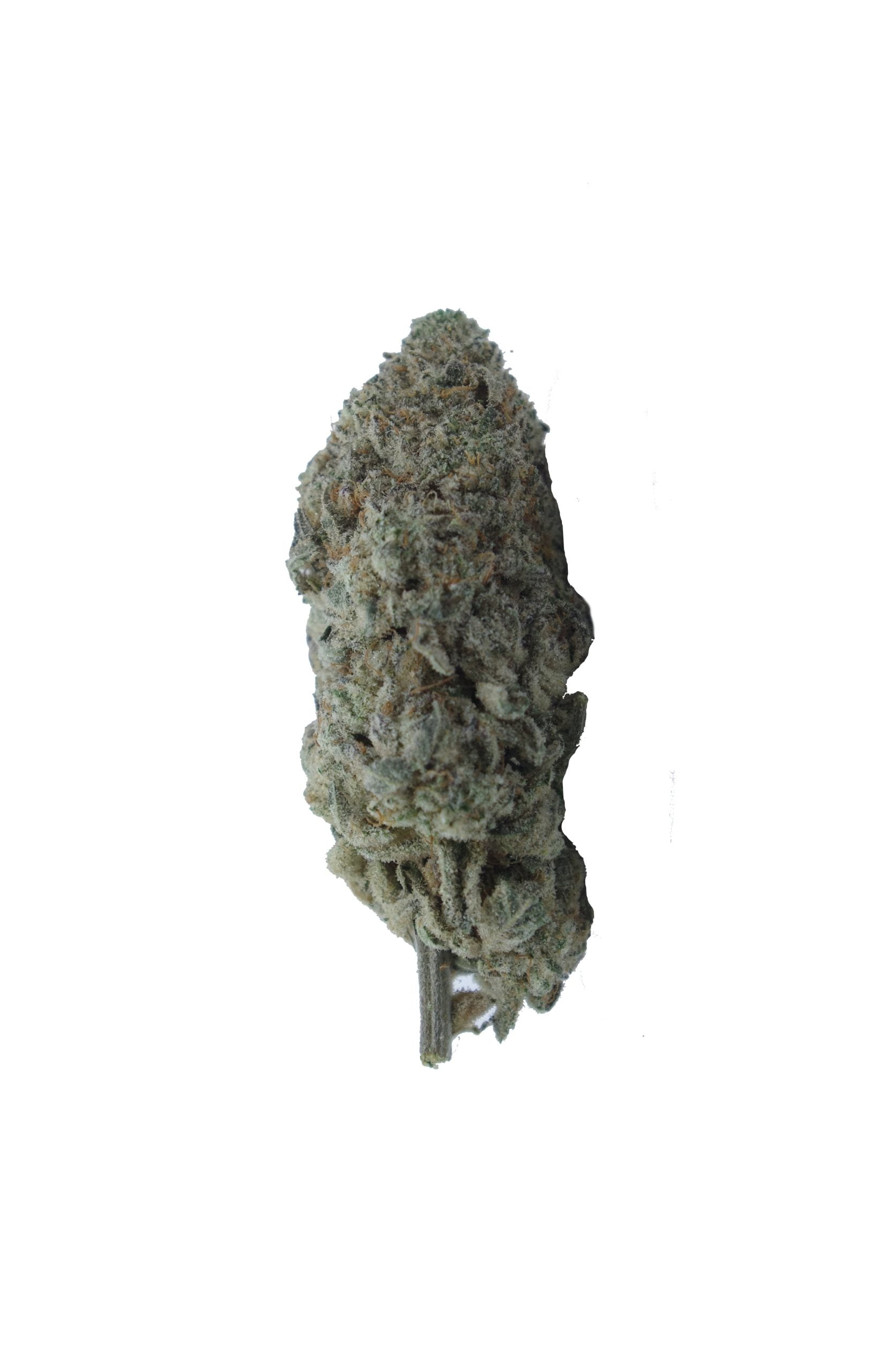 Quattro Kush (3.5G) Hybrid anti-anxiety Quattro Kush (3.5G) Hybrid anti-anxiety