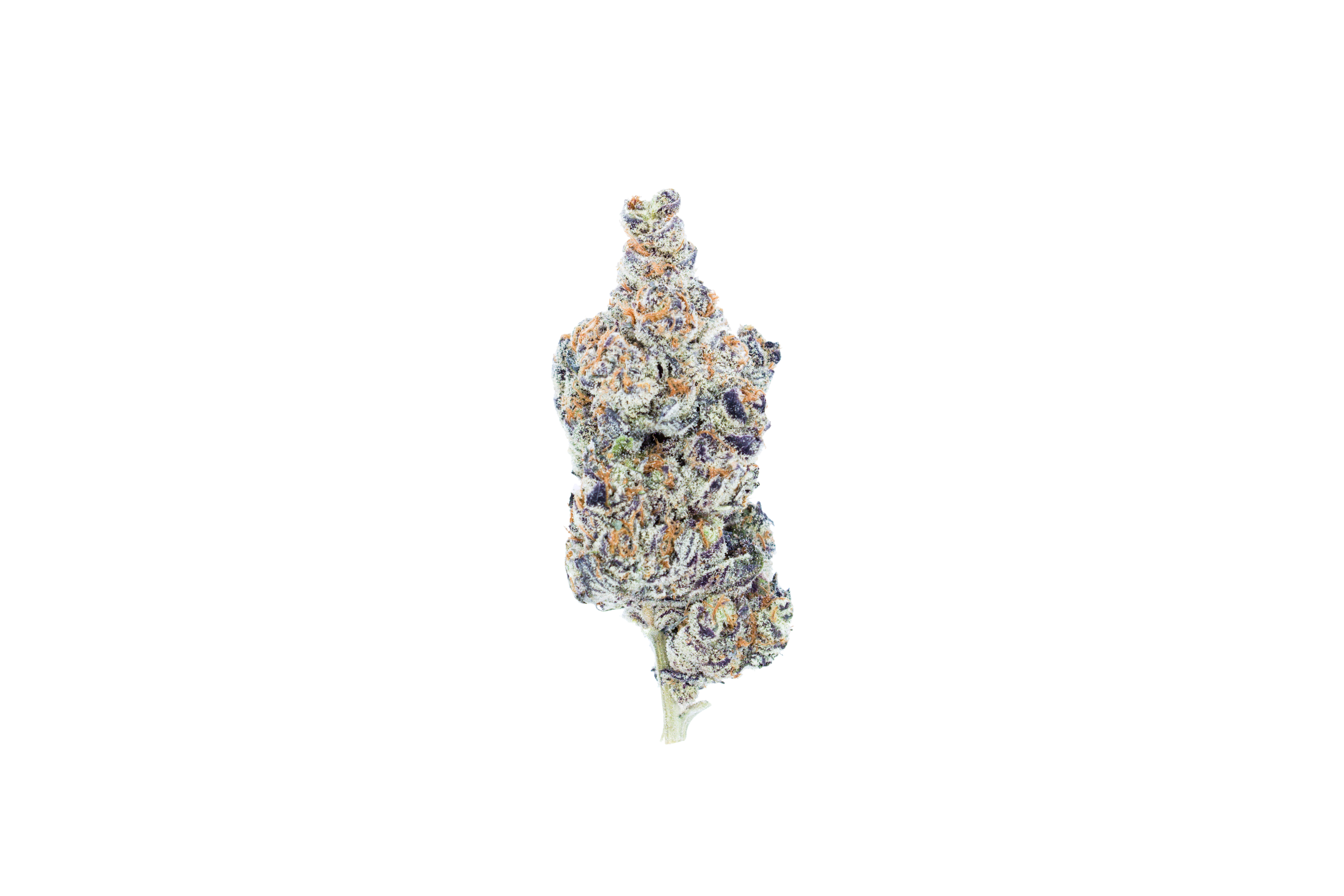 Van Island Exotics Rainbow Zkittles Sativa Van Island Exotics Rainbow Zkittles Sativa