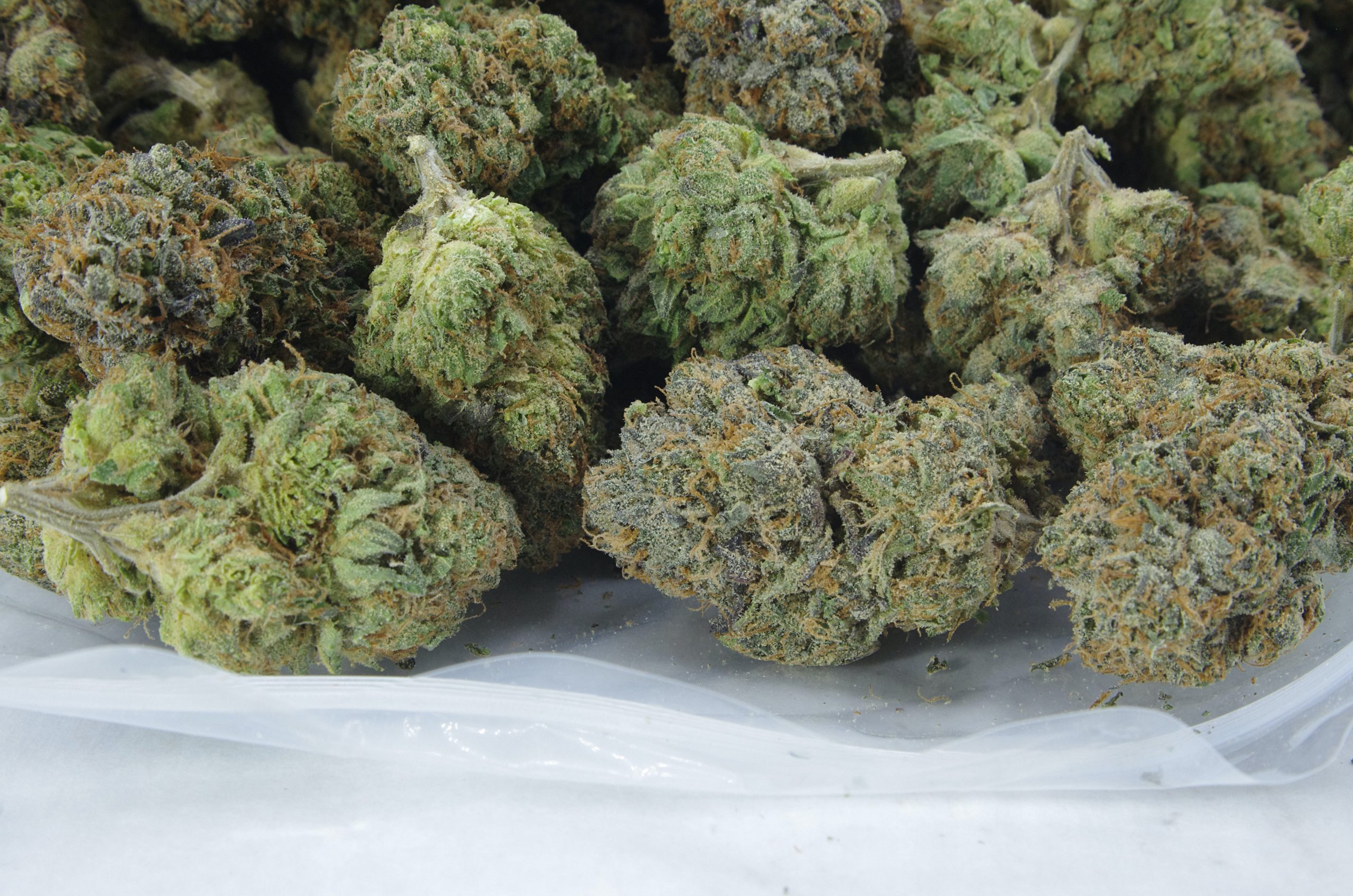 Royal Caramel (Oz Special) Hybrid anti-anxiety Royal Caramel (Oz Special) Hybrid anti-anxiety