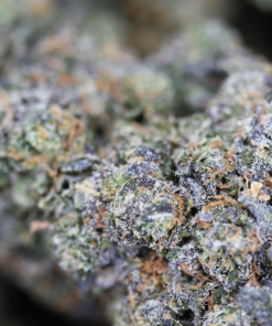 buy Sunset Sherbert online