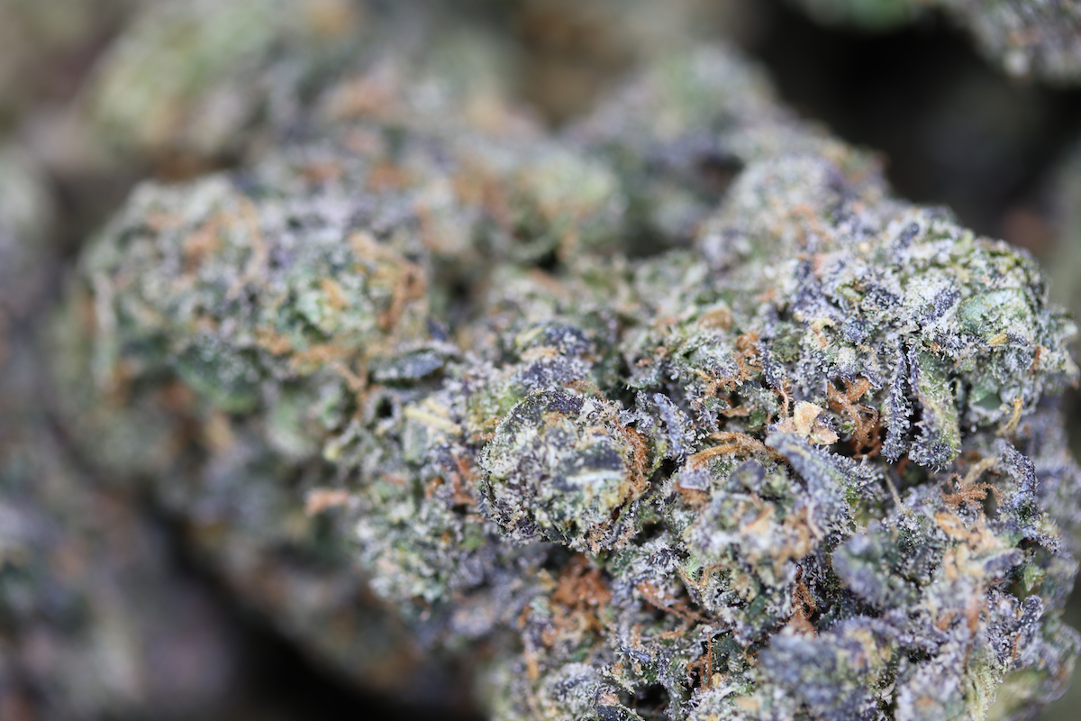 Sunset Sherbet Hybrid candy Sunset Sherbet Hybrid candy