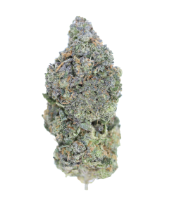 buy Sunset Sherbert online