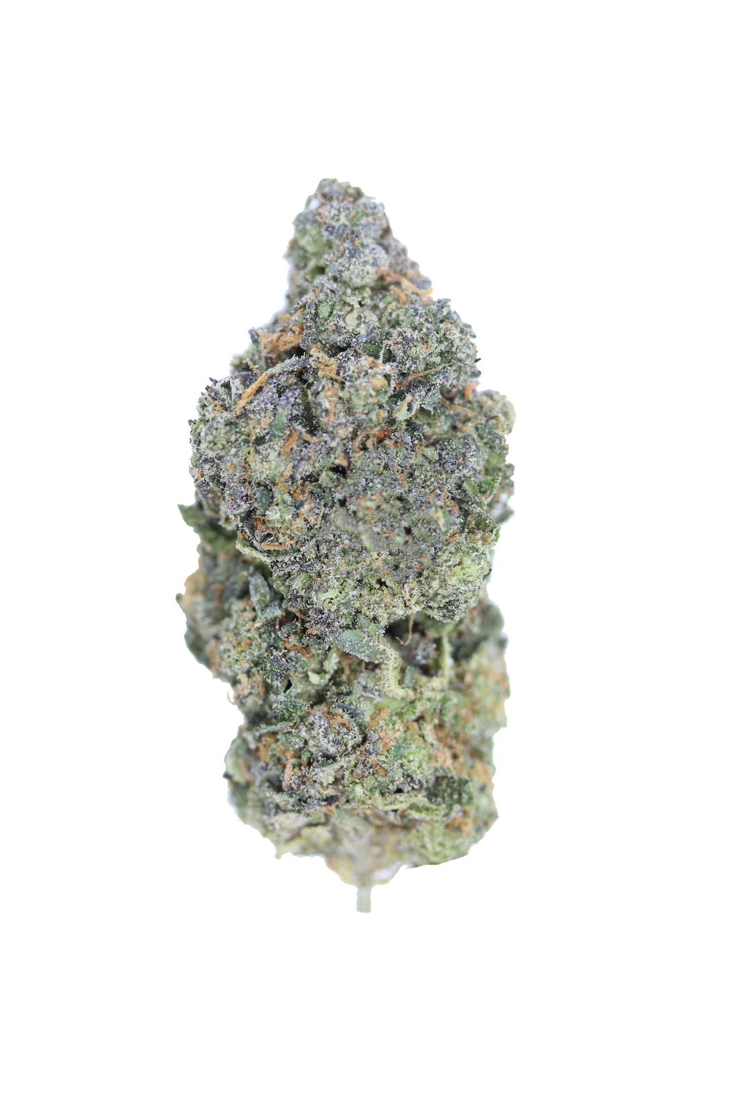 Sunset Sherbet Hybrid candy Sunset Sherbet Hybrid candy