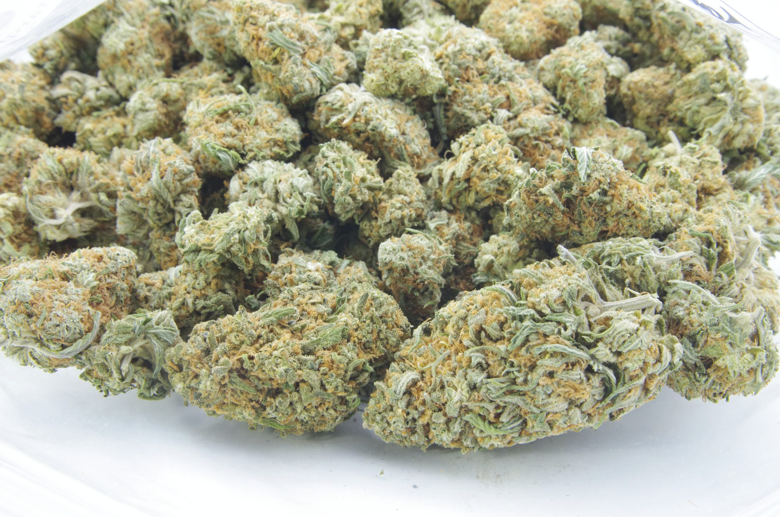 Tangie (Oz Special) Hybrid anti-anxiety Tangie (Oz Special) Hybrid anti-anxiety
