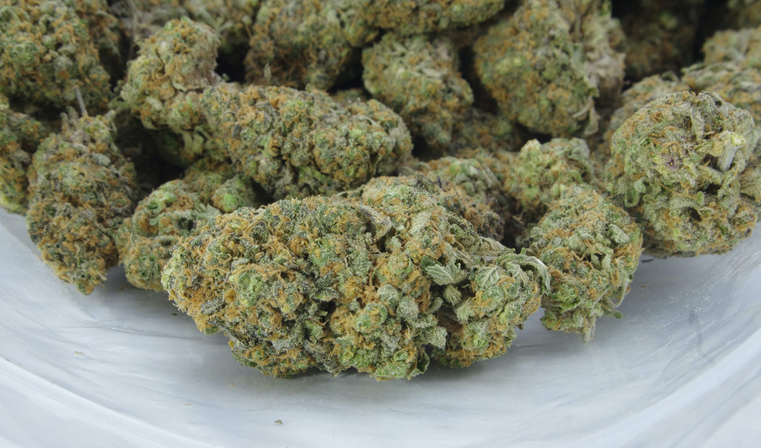 Tropic Truffle Oz Special Hybrid anti-anxiety Tropic Truffle Oz Special Hybrid anti-anxiety