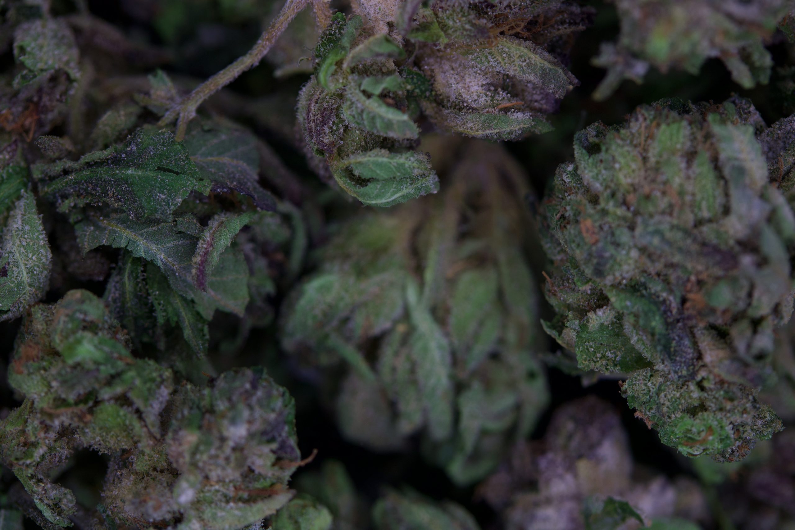 Tuna OG Smalls (1/2lb) Bulk anxiety Tuna OG Smalls (1/2lb) Bulk anxiety