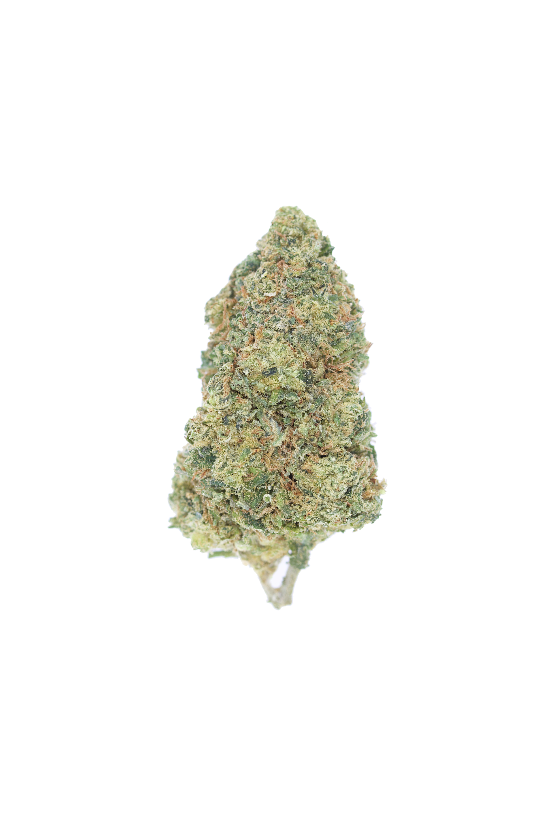 UK Cheese Hybrid anxiety UK Cheese Hybrid anxiety