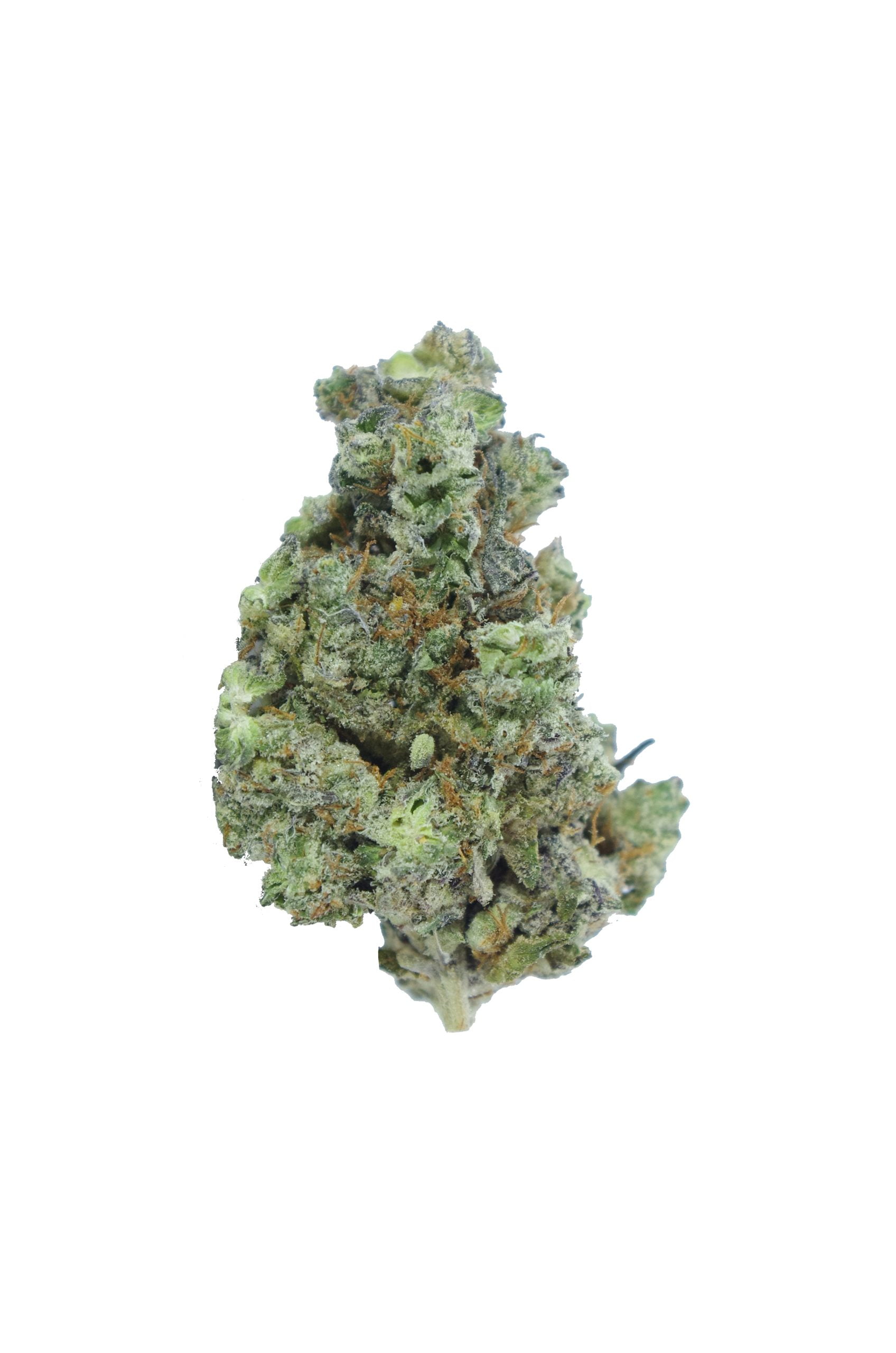 White Truffle Oz Special Hybrid anti-anxiety White Truffle Oz Special Hybrid anti-anxiety