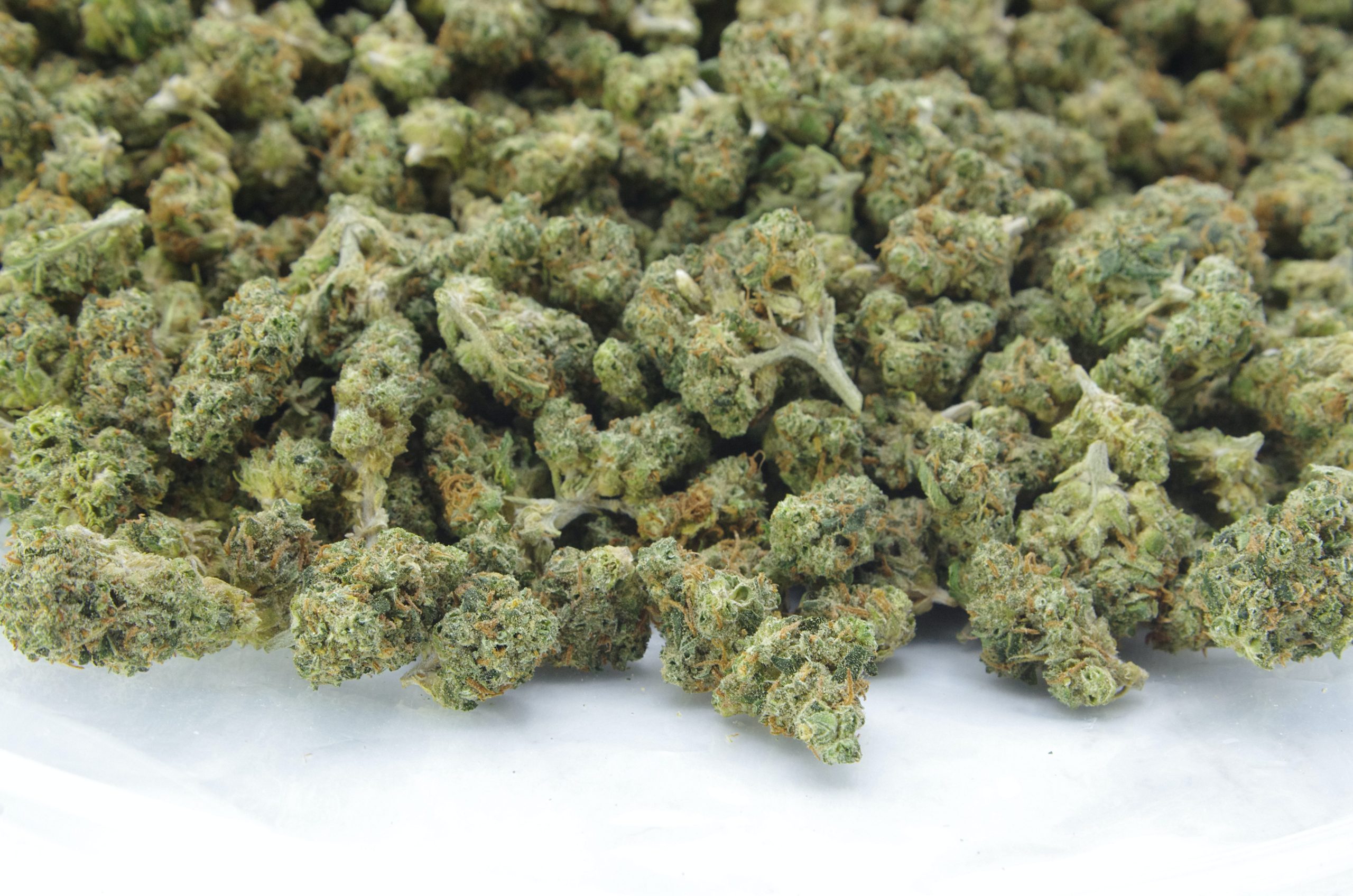 Watermelon Zkittles Smalls Oz Special Hybrid anti-anxiety Watermelon Zkittles Smalls Oz Special Hybrid anti-anxiety
