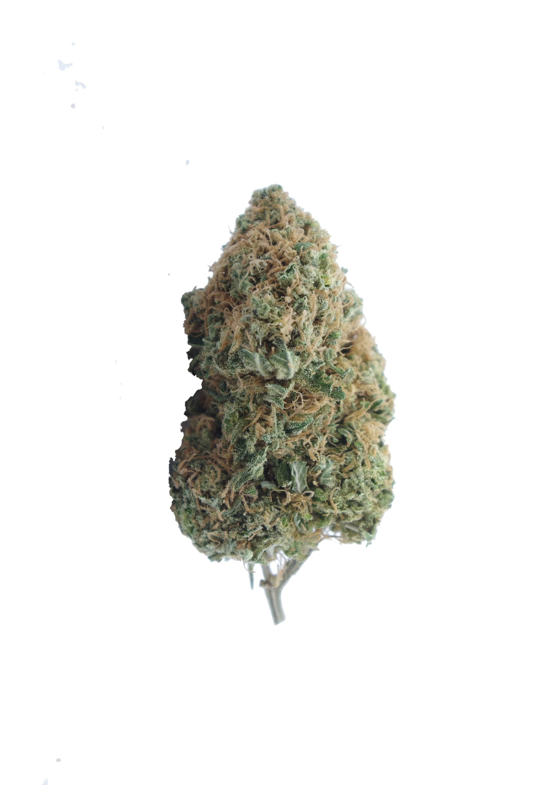 Amnesia Haze Oz Special Sativa anti-anxiety Amnesia Haze Oz Special Sativa anti-anxiety