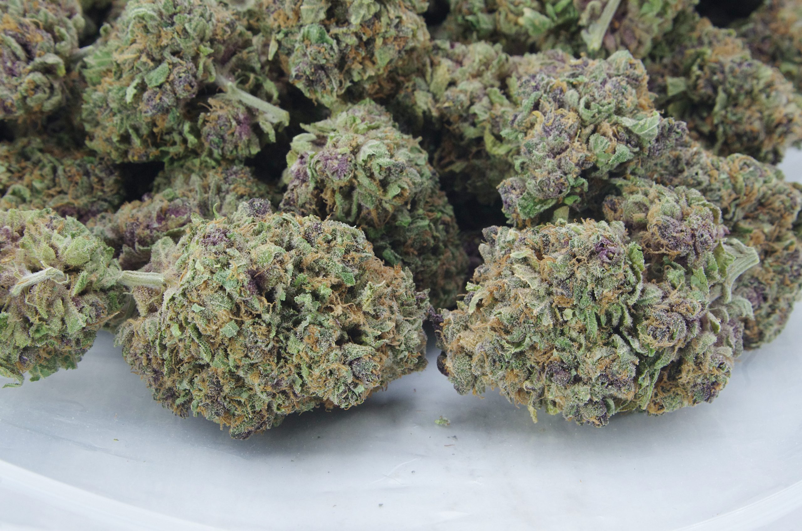 Berry Haze Oz Special Hybrid anti-anxiety Berry Haze Oz Special Hybrid anti-anxiety