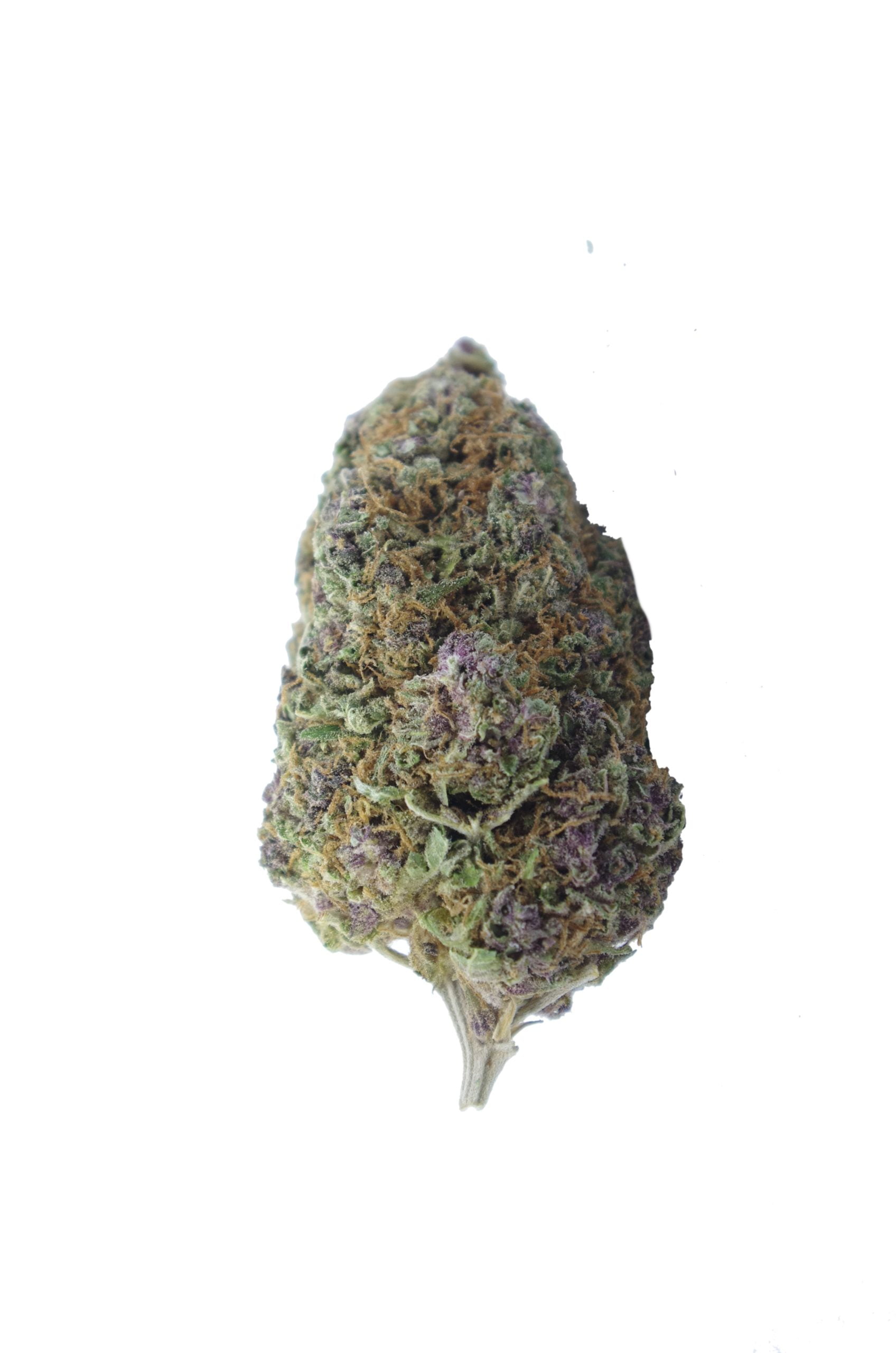 Black Domina Oz Special Hybrid anti-anxiety Black Domina Oz Special Hybrid anti-anxiety