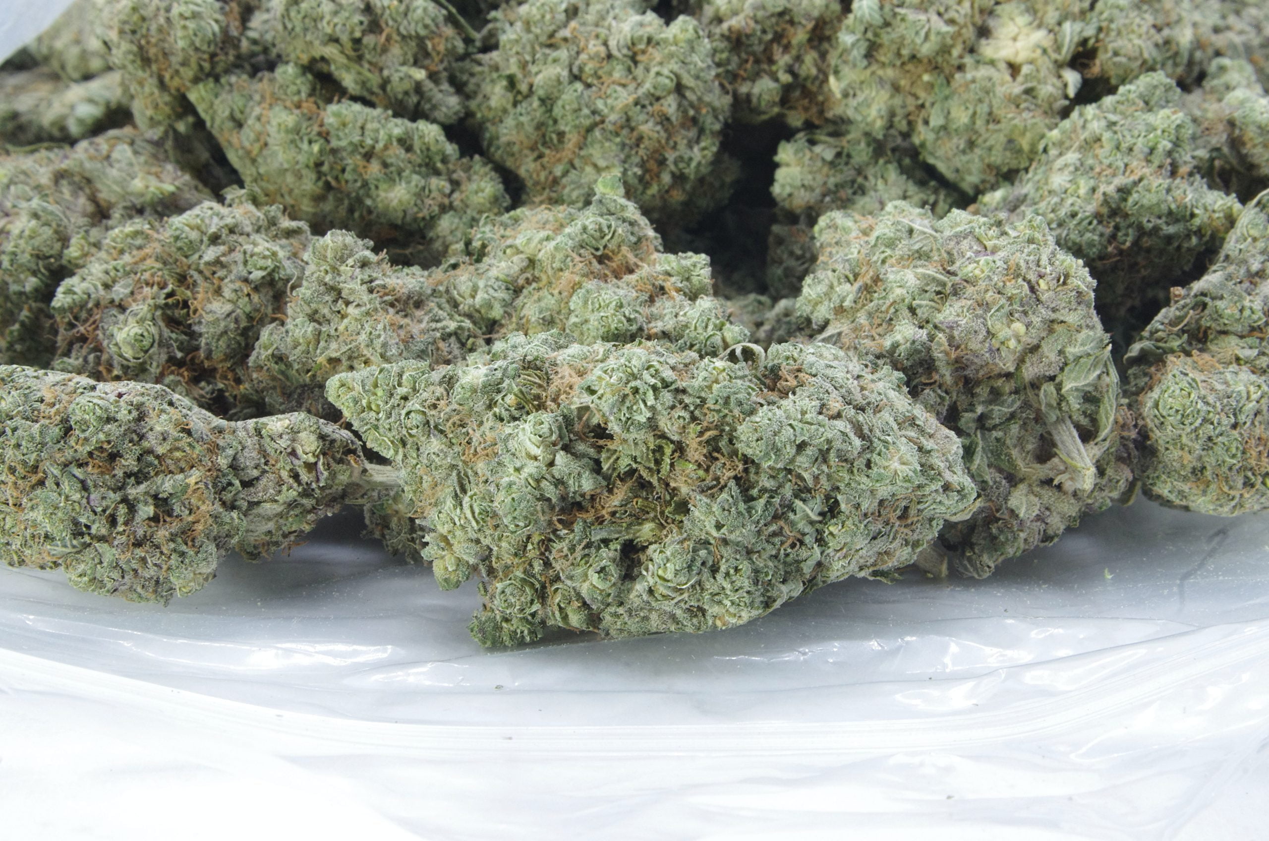 Black Widow Oz Special Hybrid anti-anxiety Black Widow Oz Special Hybrid anti-anxiety