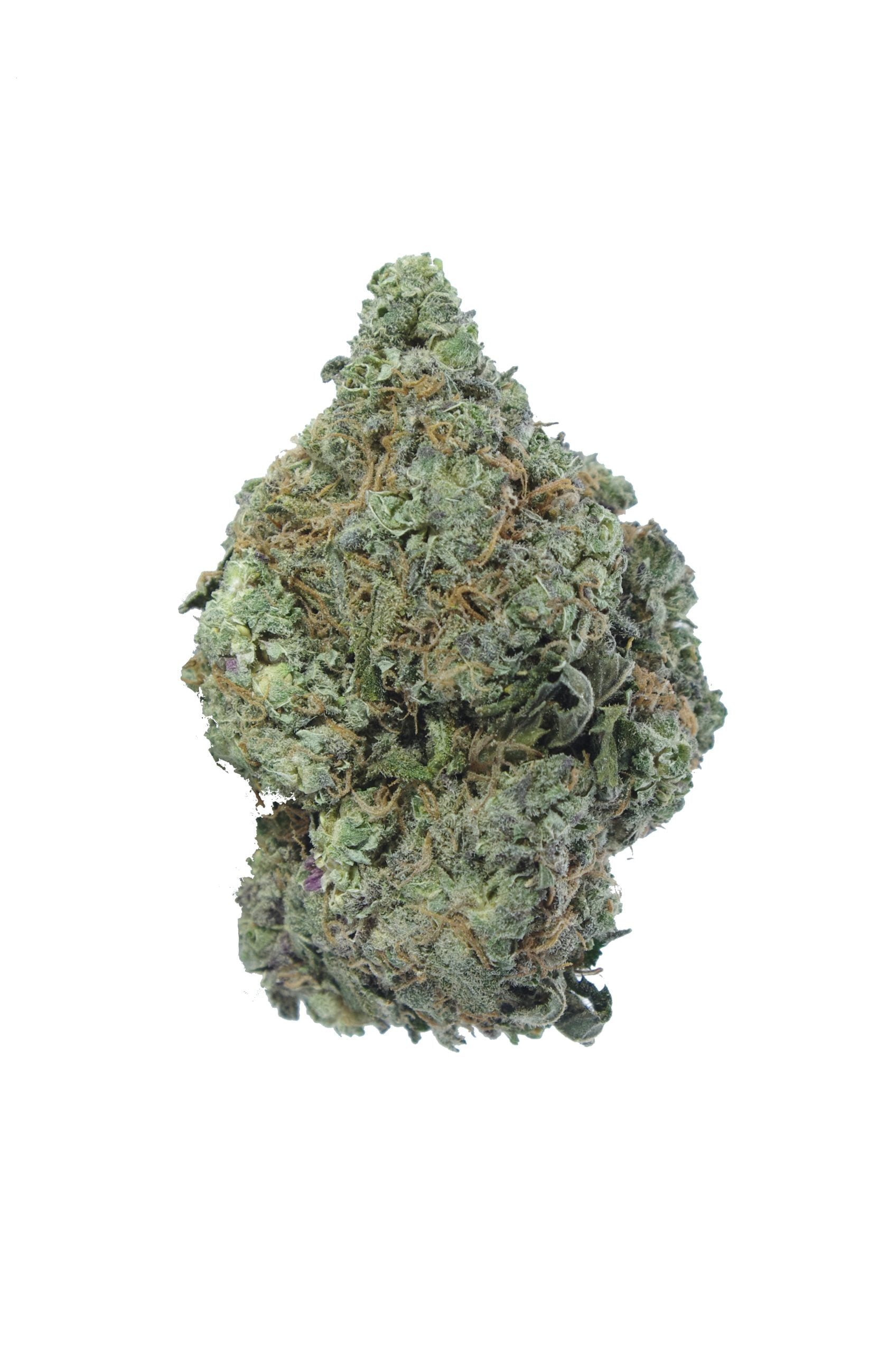 Black Widow Oz Special Hybrid anti-anxiety Black Widow Oz Special Hybrid anti-anxiety