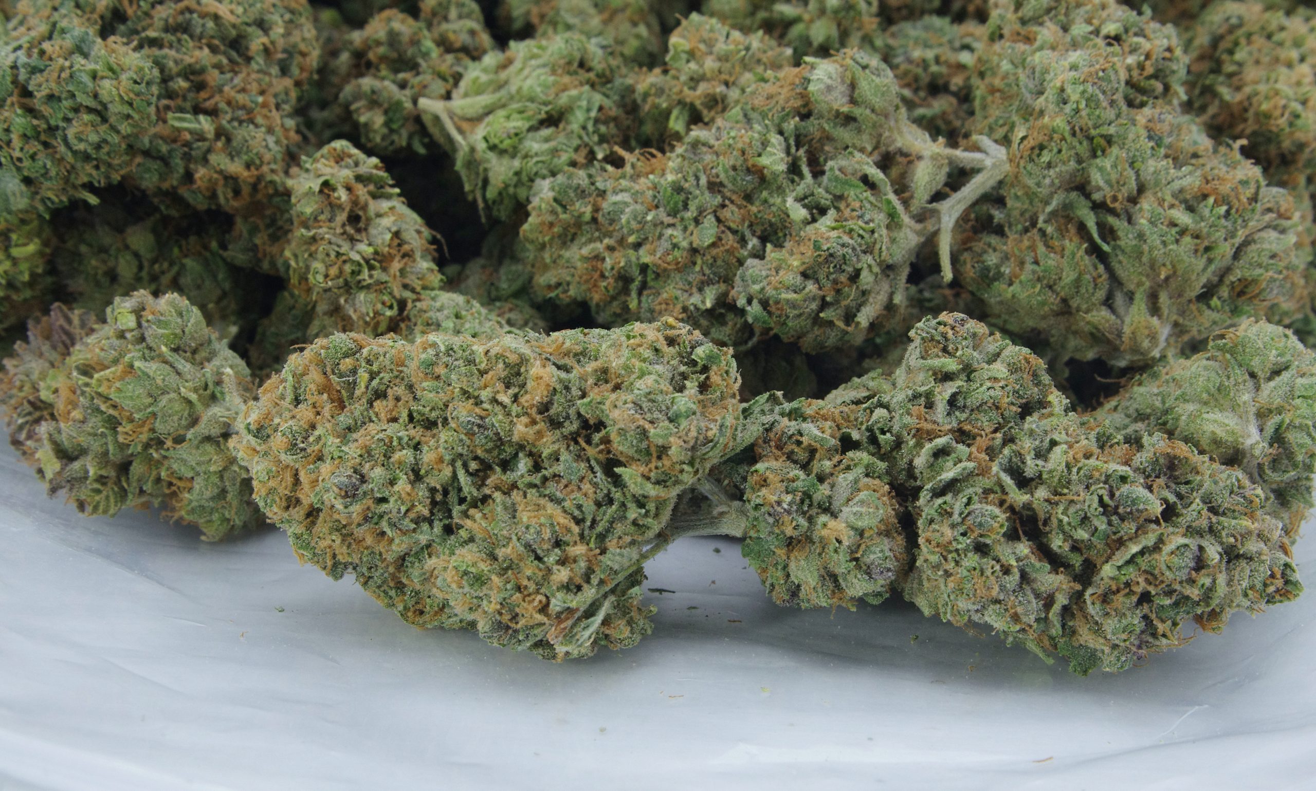 Blood Orange Oz Special Hybrid anti-anxiety Blood Orange Oz Special Hybrid anti-anxiety