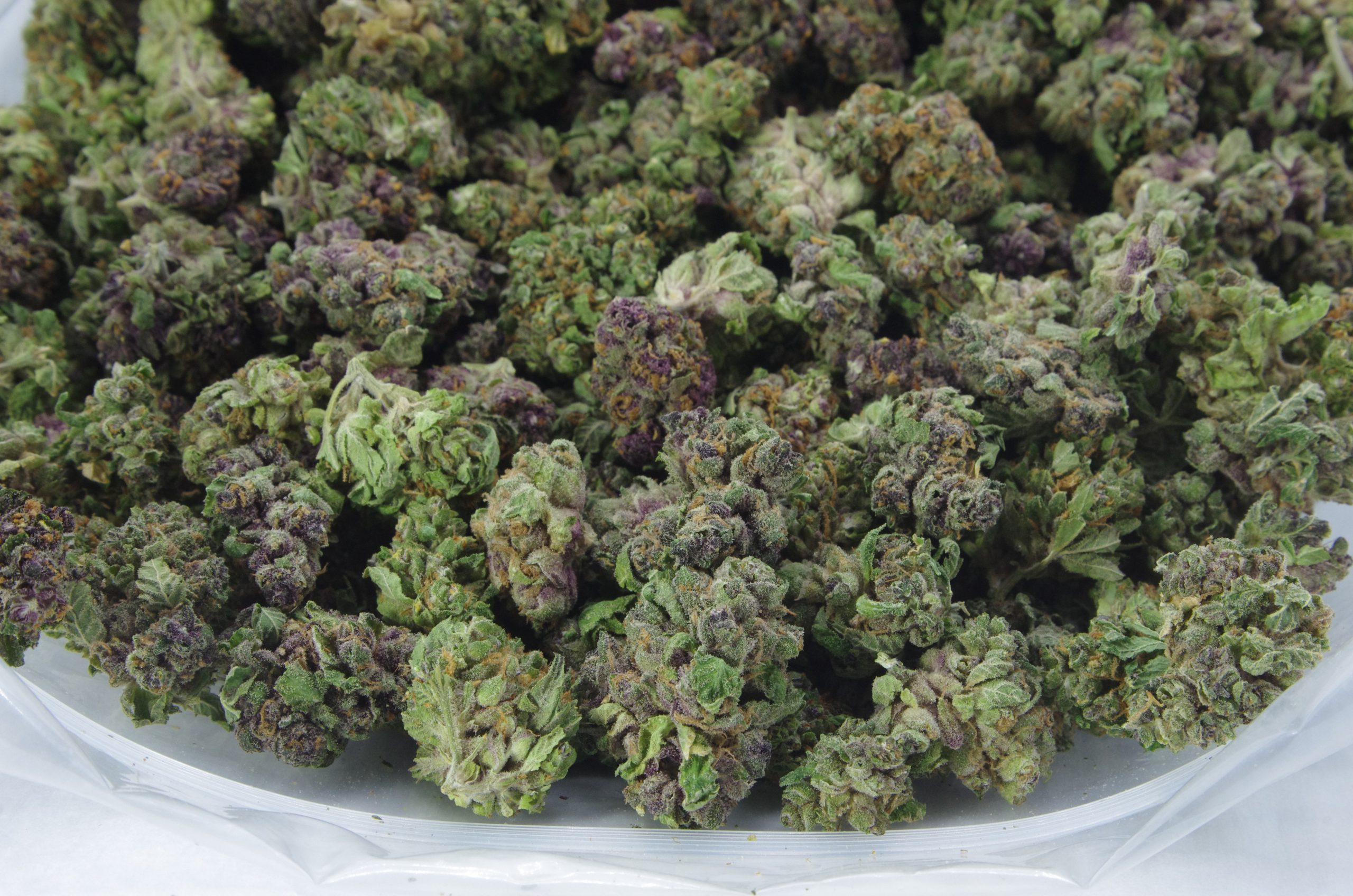 Blood Orange Mids Oz Special Hybrid anti-anxiety Blood Orange Mids Oz Special Hybrid anti-anxiety